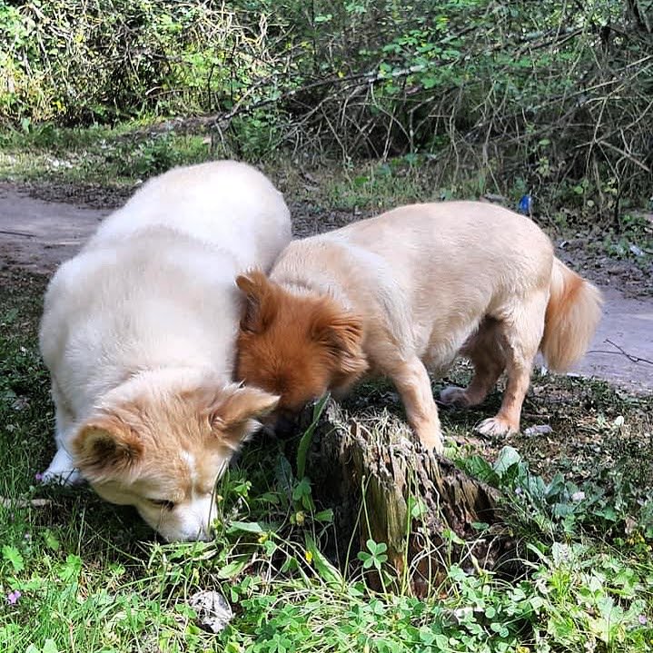 The Sniffari: A Dog's Journey Through the World of Smells
