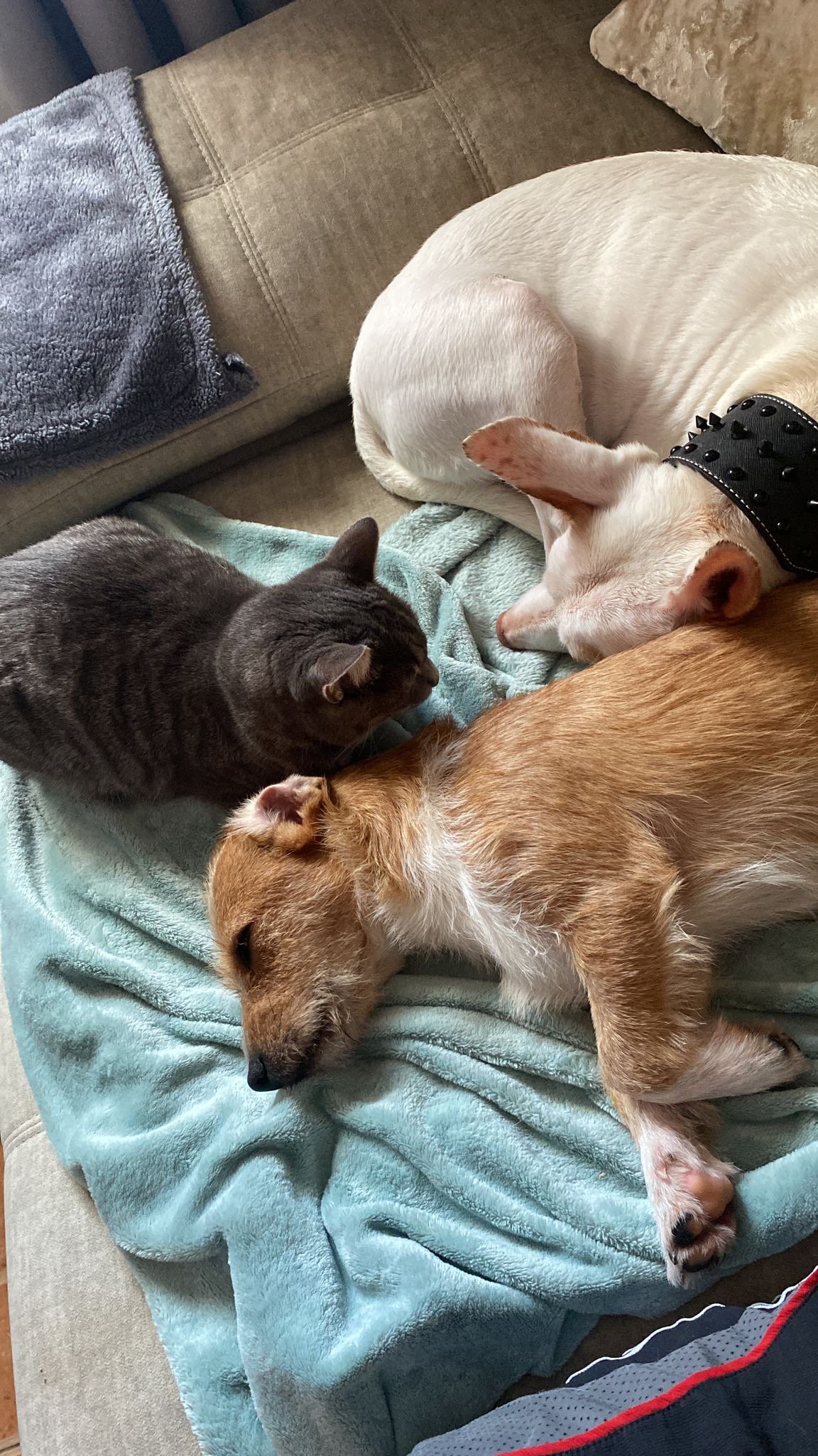 Cats are for Girls, Dogs are for Boys...Wait, WHAT?!?