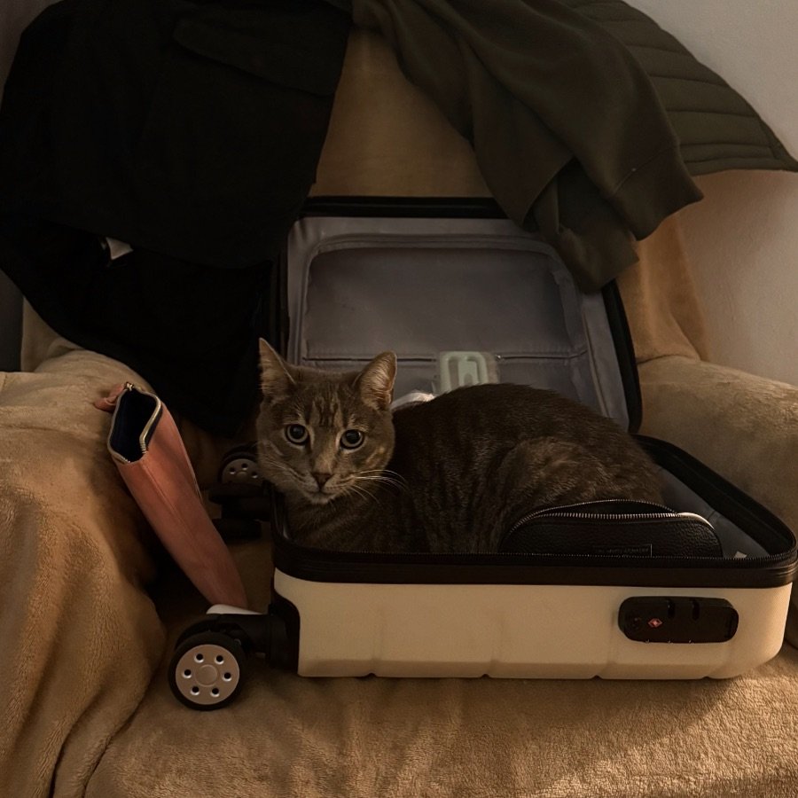 It would appear that Jezebel is already preparing for my departure 🎀