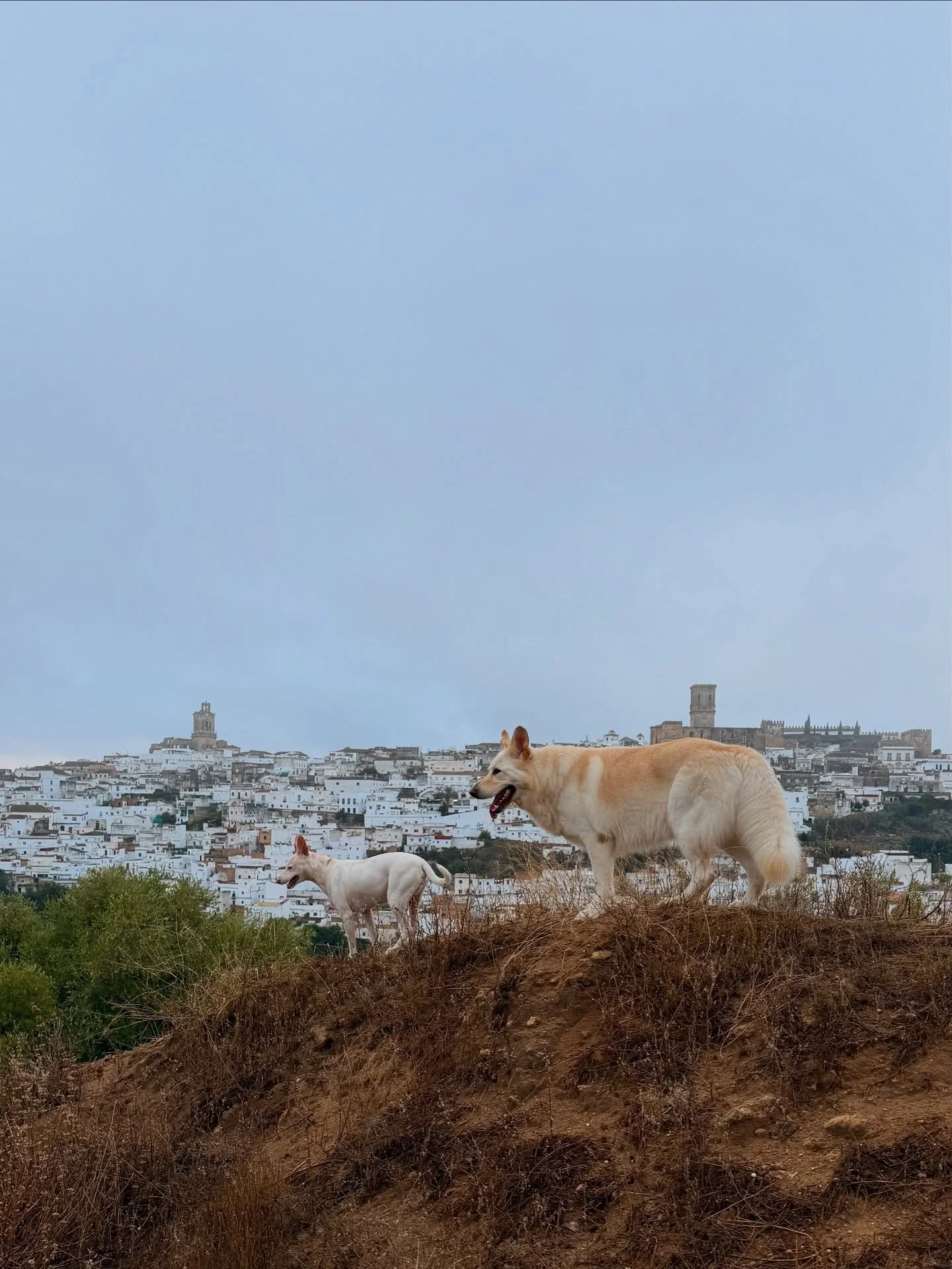 Dogzilla mode activated 🦖