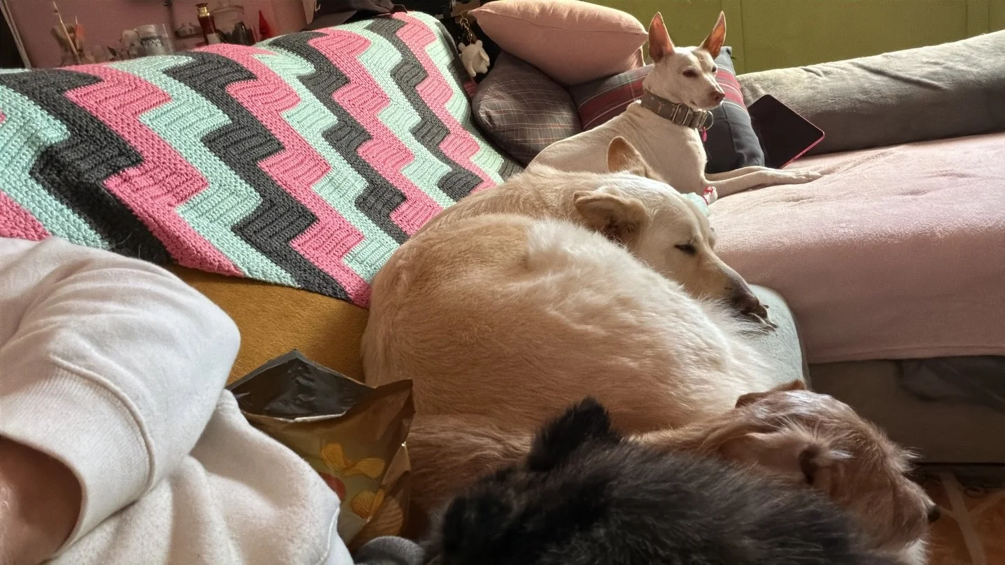 My knees have decided object to my very existence and I&rsquo;m camped out on the sofa&hellip; the boys have all gathered 💖