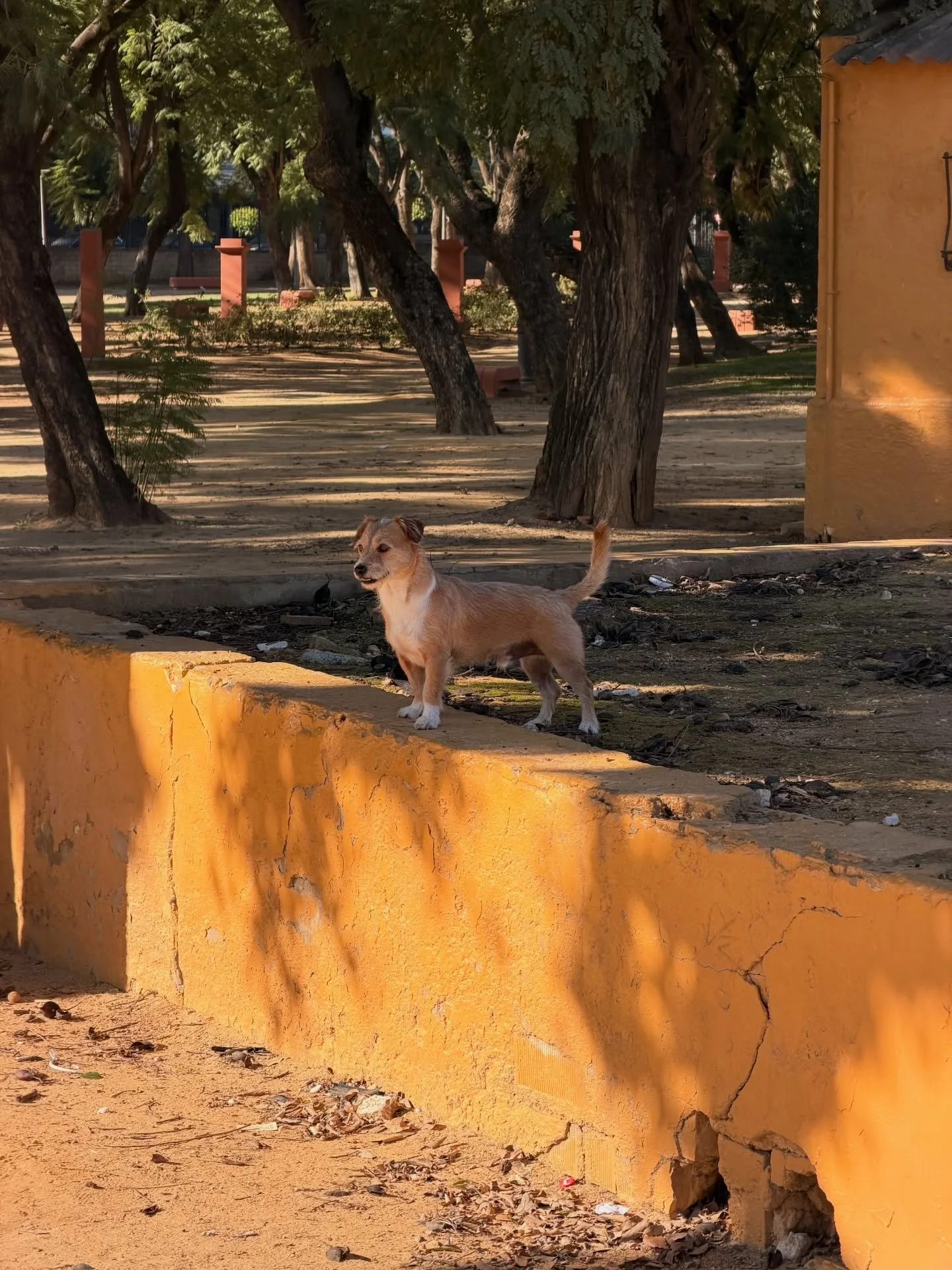 Canelo being all spanish and shit