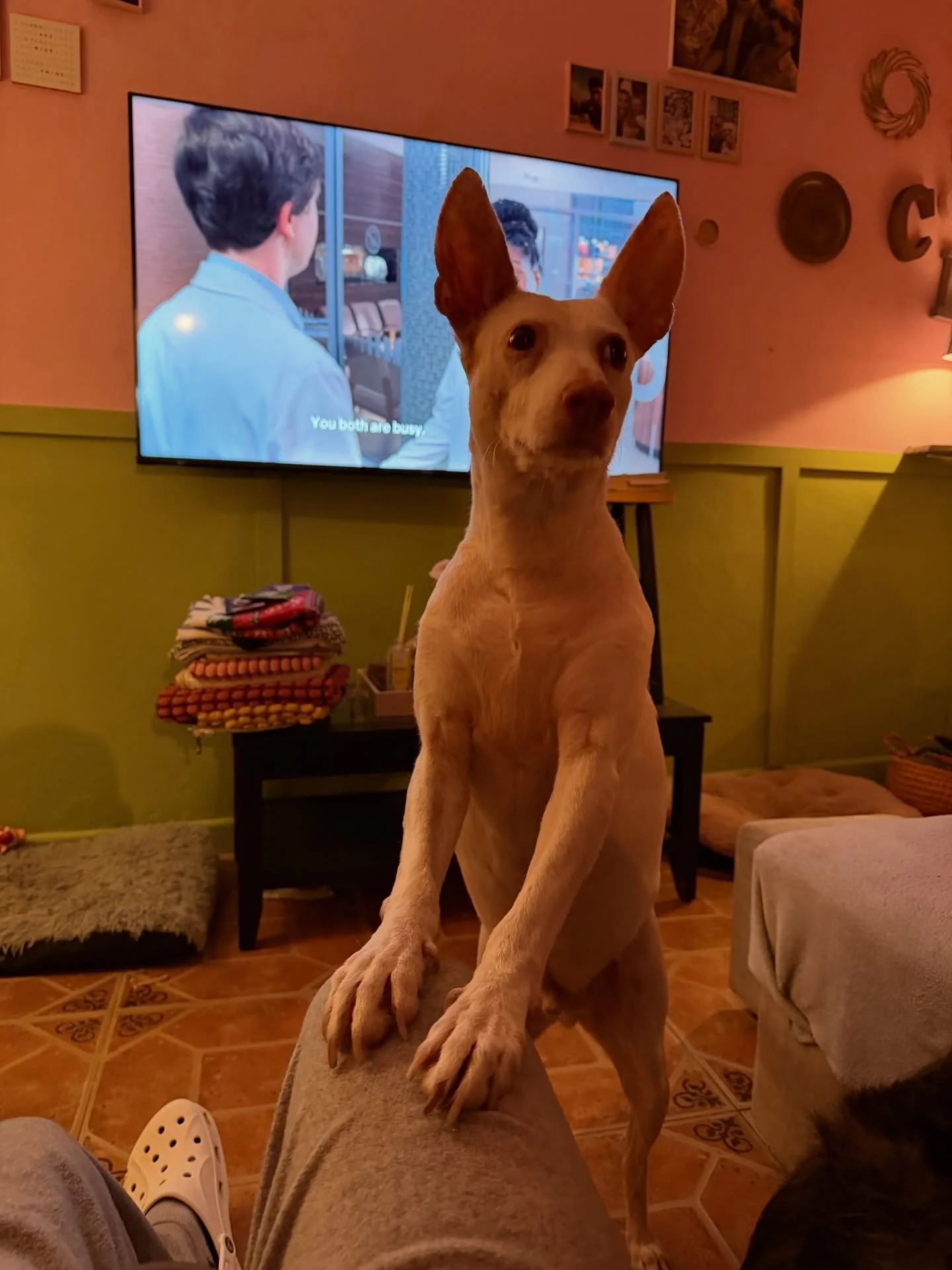 Lopey lopey L&oacute;pez.