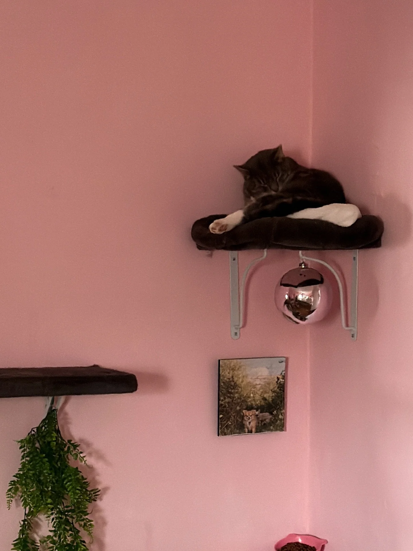 Diablo is not here for the Christmas tree of it all 🎄