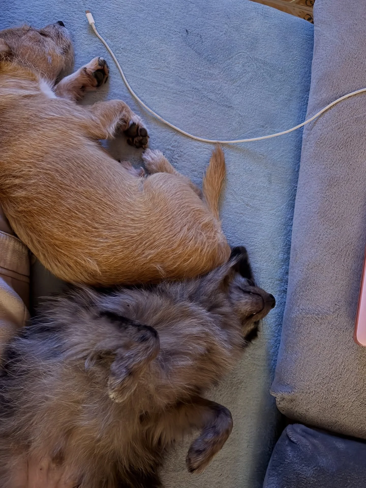 The babies are babying 🎀