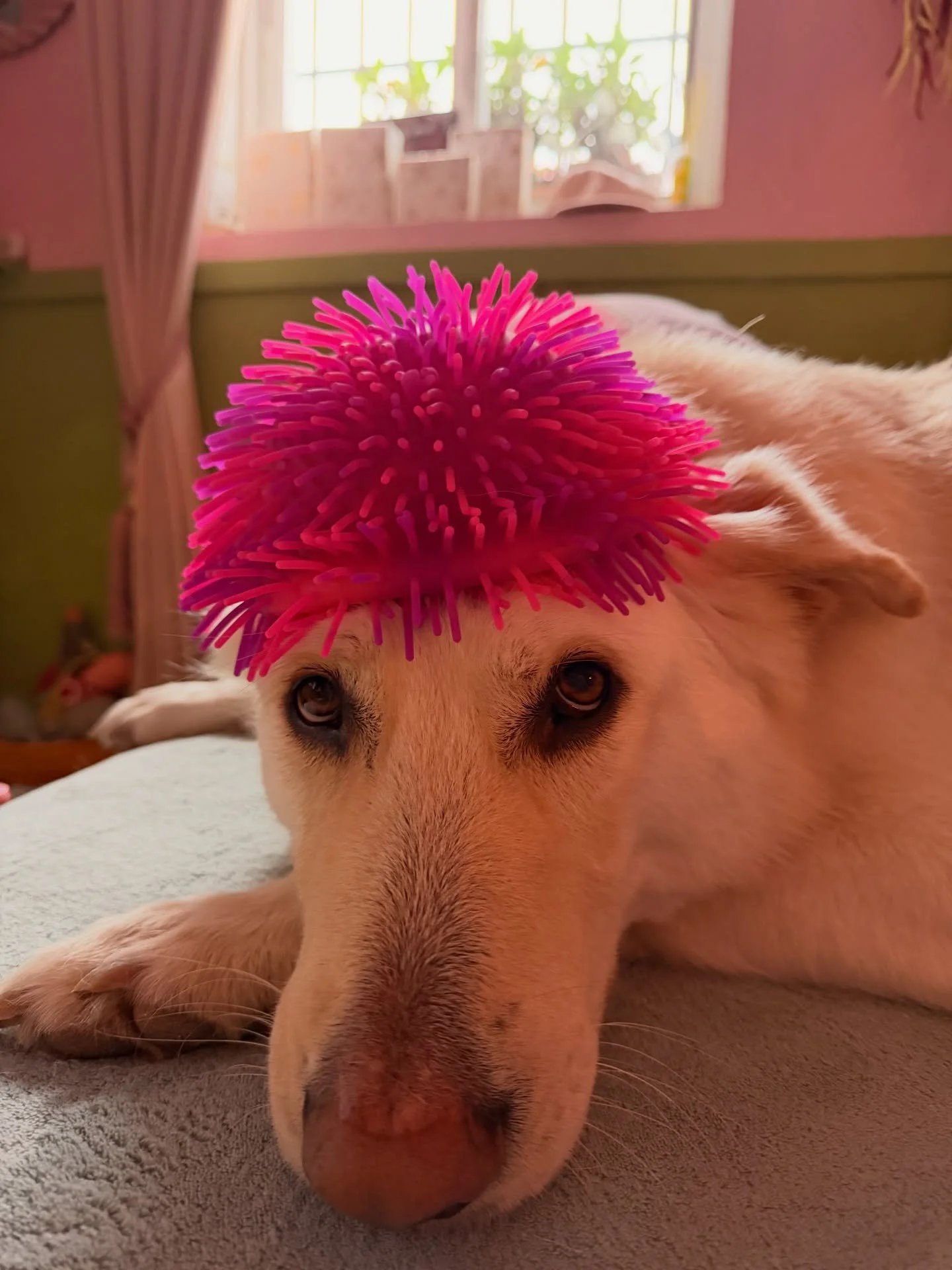 It called fashion, abuela, look it up 👀