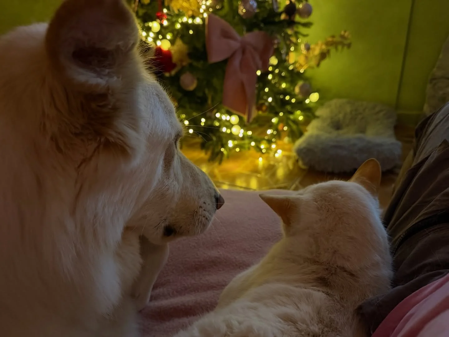 DEM BAAAAAAABIES 💖