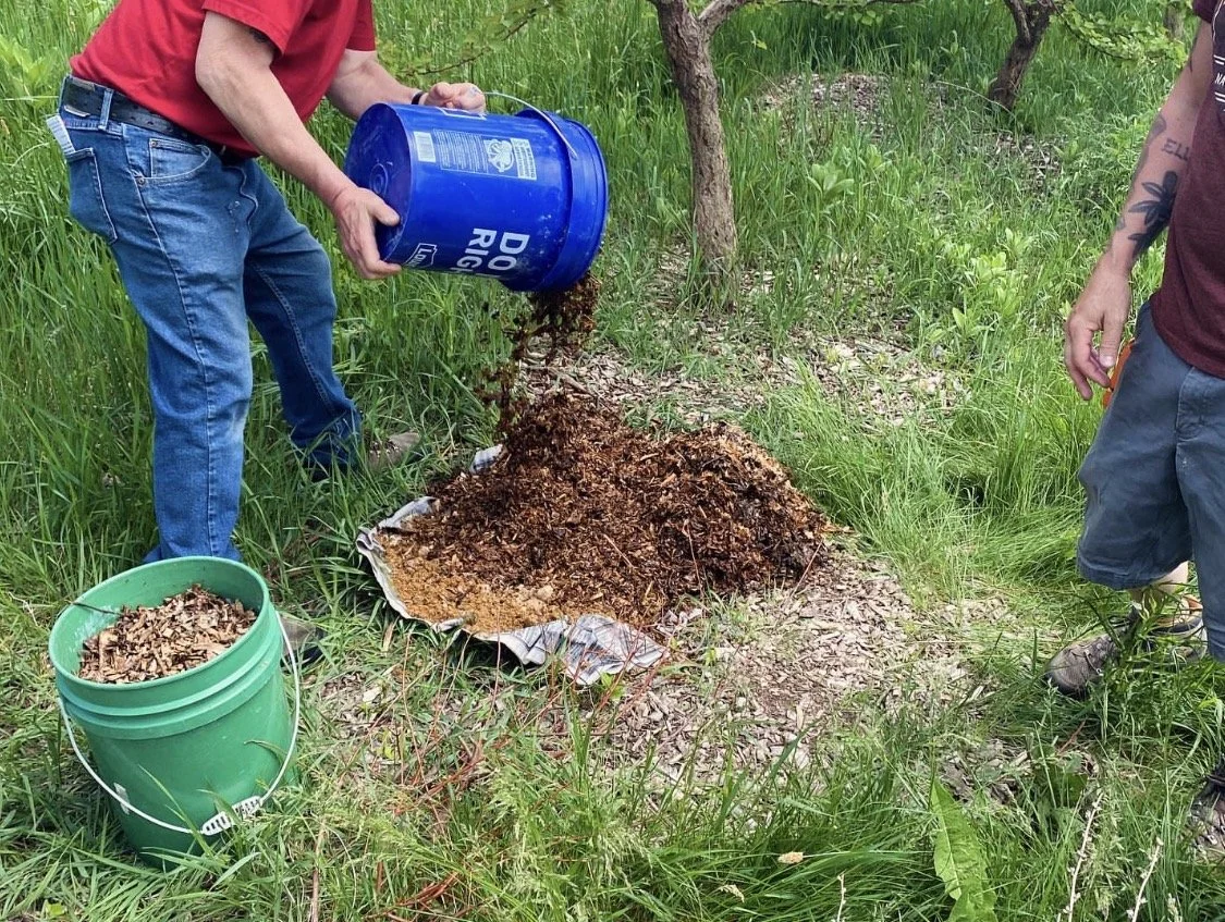 Mushrooms in the Garden 101