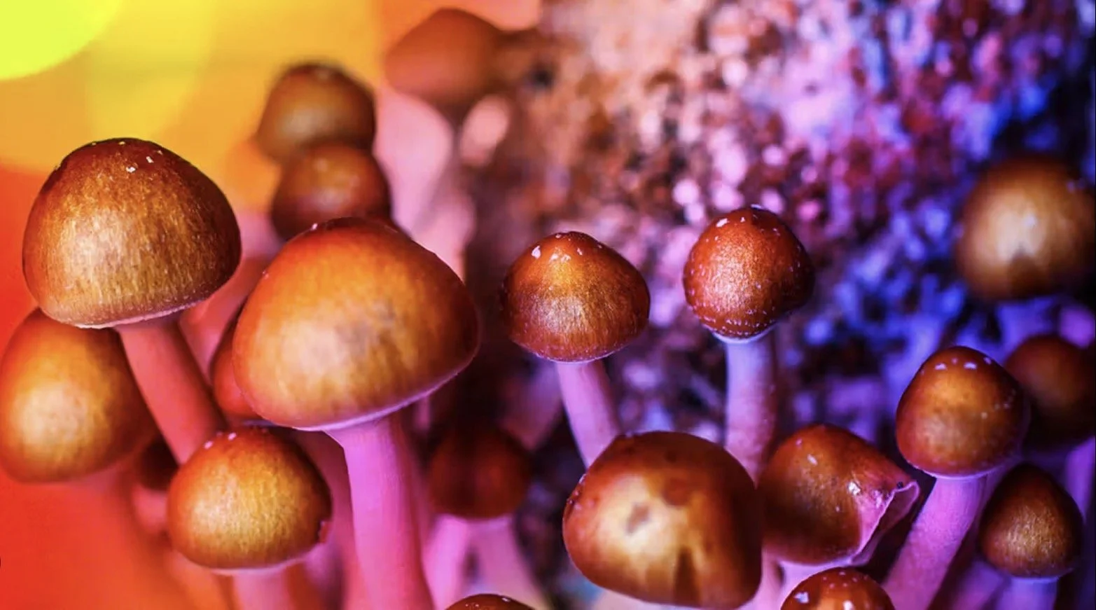 Micro dosing 101 personal class