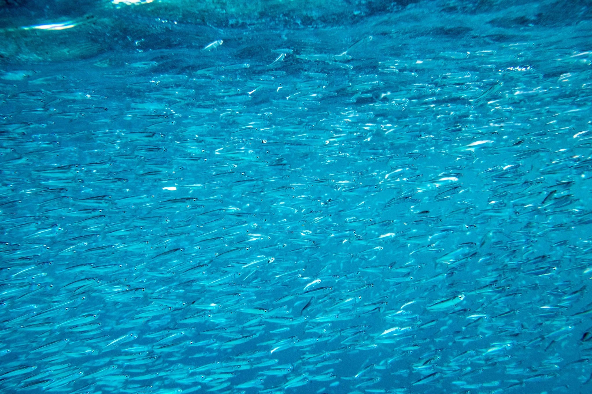 Bait fish swarming, get the rods out &amp; crack a Bintang, there&rsquo;s a big one lurking for sure.

Telo Beach House 2026 bookings are open &mdash; secure your spot now at www.telobeachhouse.com 

#telobeachhouse #sunsetvibes #teloislands #tropica