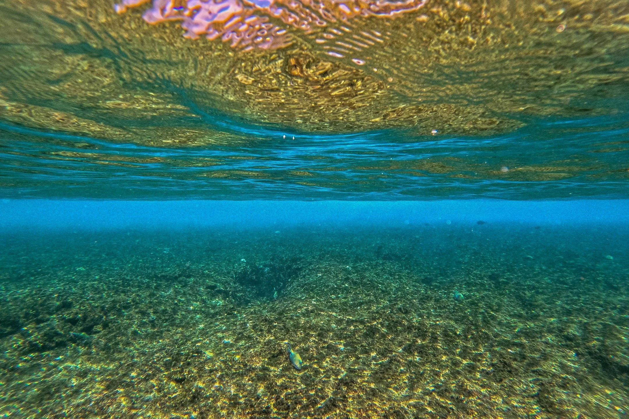 Where the reef glows and the waves roll just beyond.

Book your stay &rarr; www.telobeachhouse.com

#telobeachhouse #teloislands #underwaterparadise #surfresort #tropicalescape #indonesia #surftrip2026