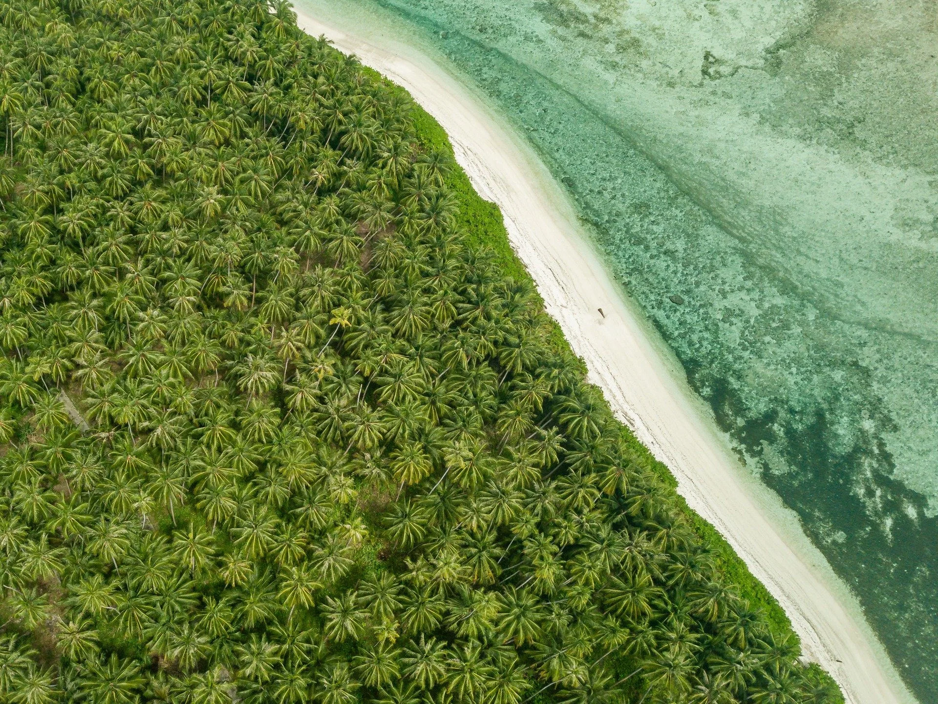 Shades of tropical greens in the Telo.

Telo Beach House 2026 bookings are open &mdash; secure your spot now at www.telobeachhouse.com

#telobeachhouse #sunsetvibes #teloislands #tropicalsunset #surftrip2026 #indosurf #islandlife