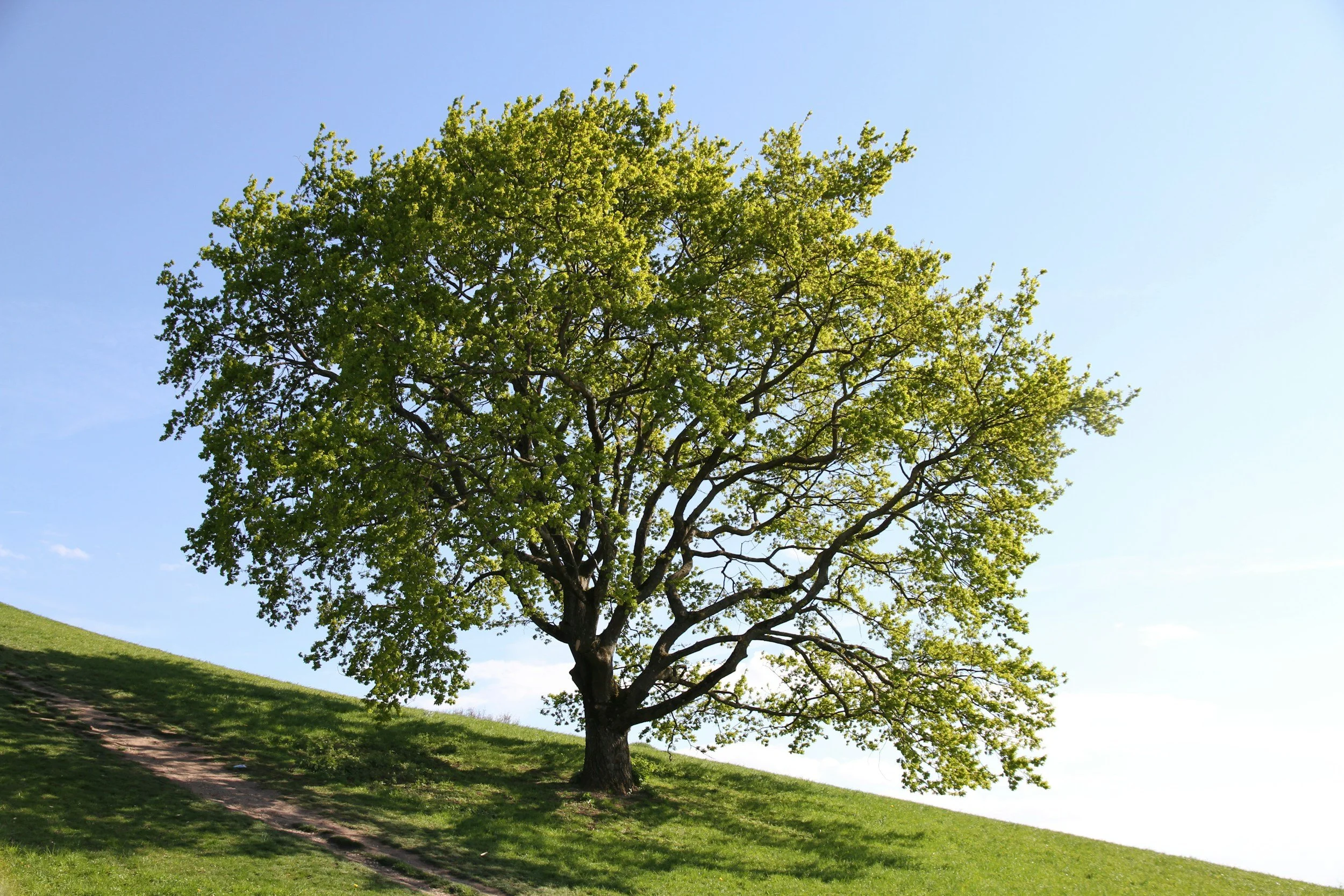 A large green tree with lush foliage stands on a grassy hill on a clear, sunny day with a blue sky.