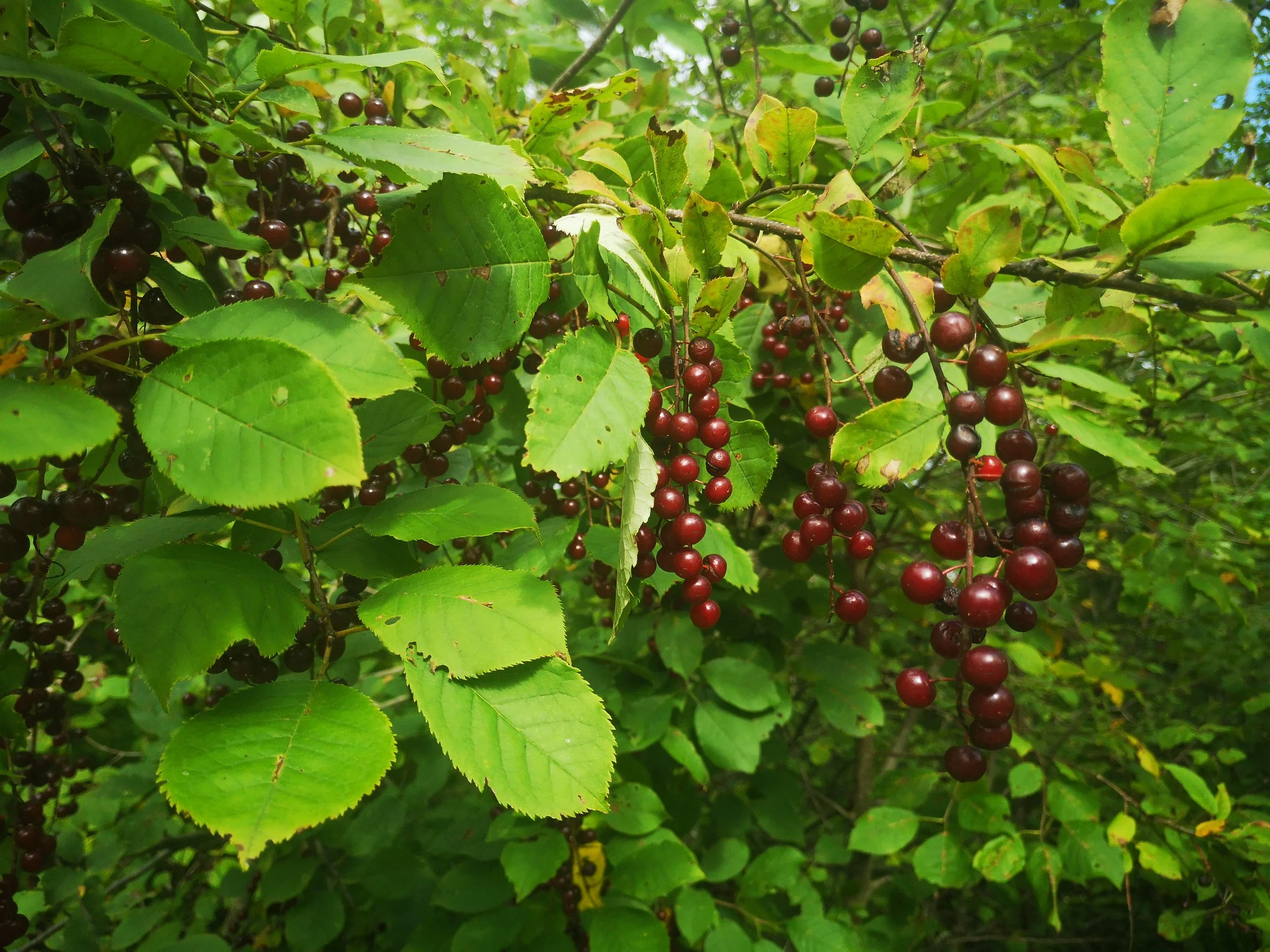Chokecherry Uses and Benefits — Better Health Project