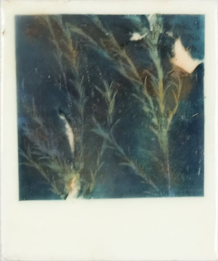 LKR-BotanicalWhispers2B.jpg