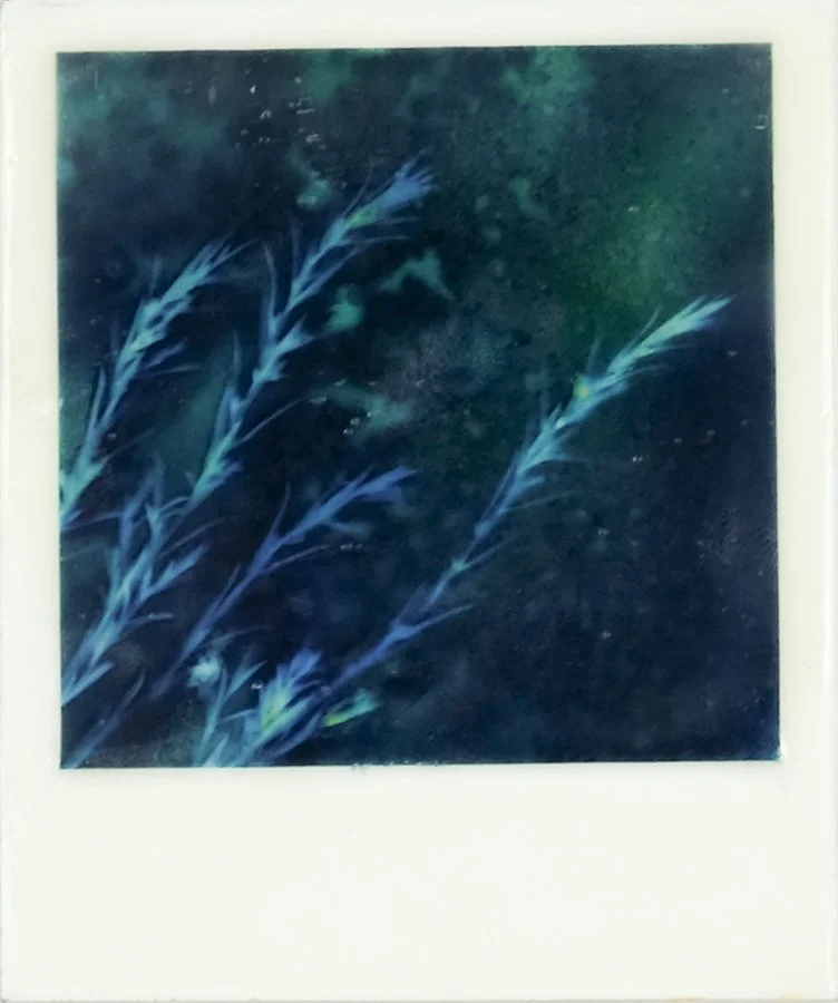 LKR-BotanicalWhispers4A.jpg