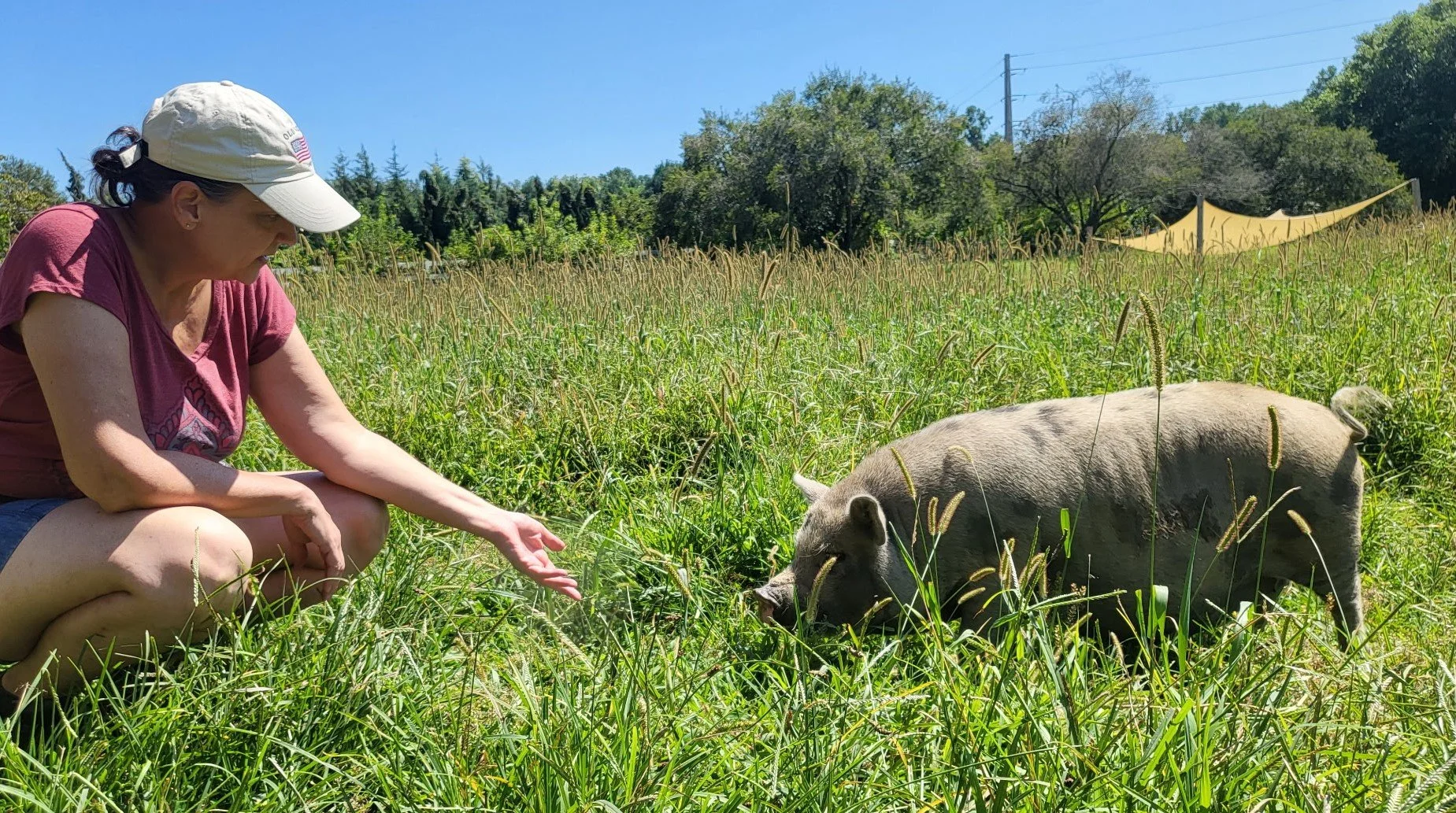 Woman crouching in a grassy field, reaching out-hand towards a pig grazing in the grass on a sunny day with clear blue sky and trees in the background.