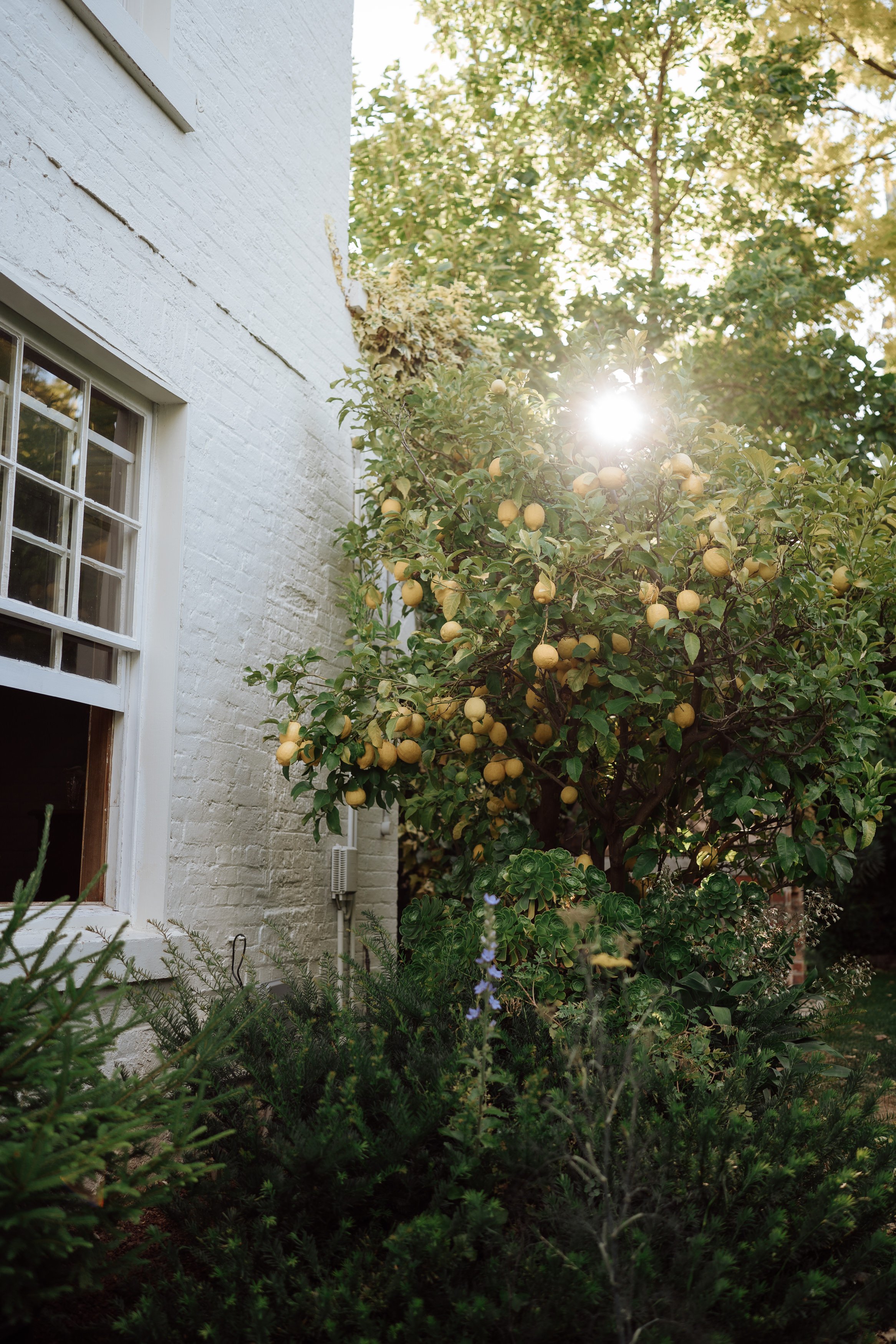 JEN JEM PEEK-77 (1).JPG