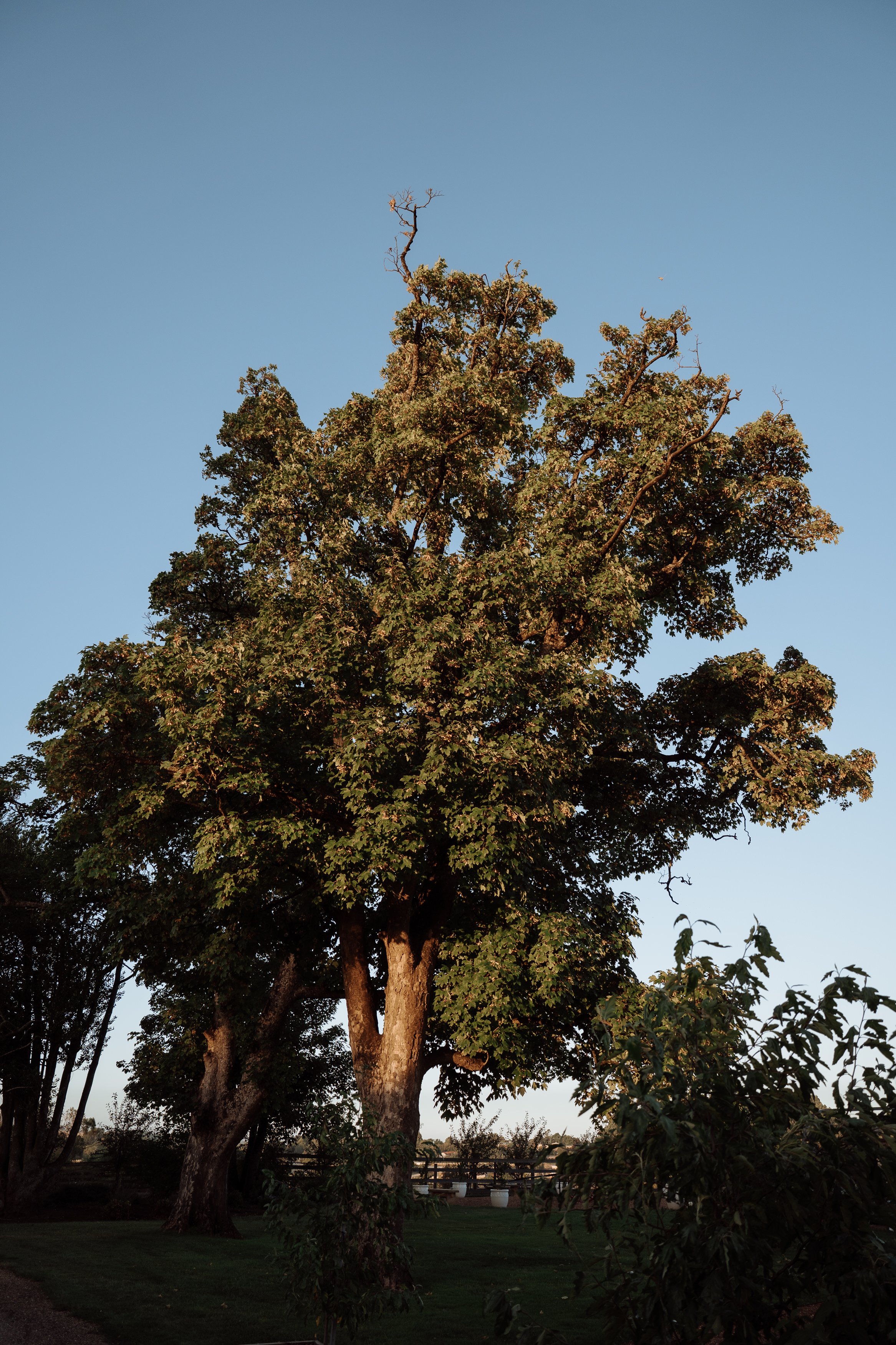 ELLE MARK - CALSTOCK ENG-193.JPG