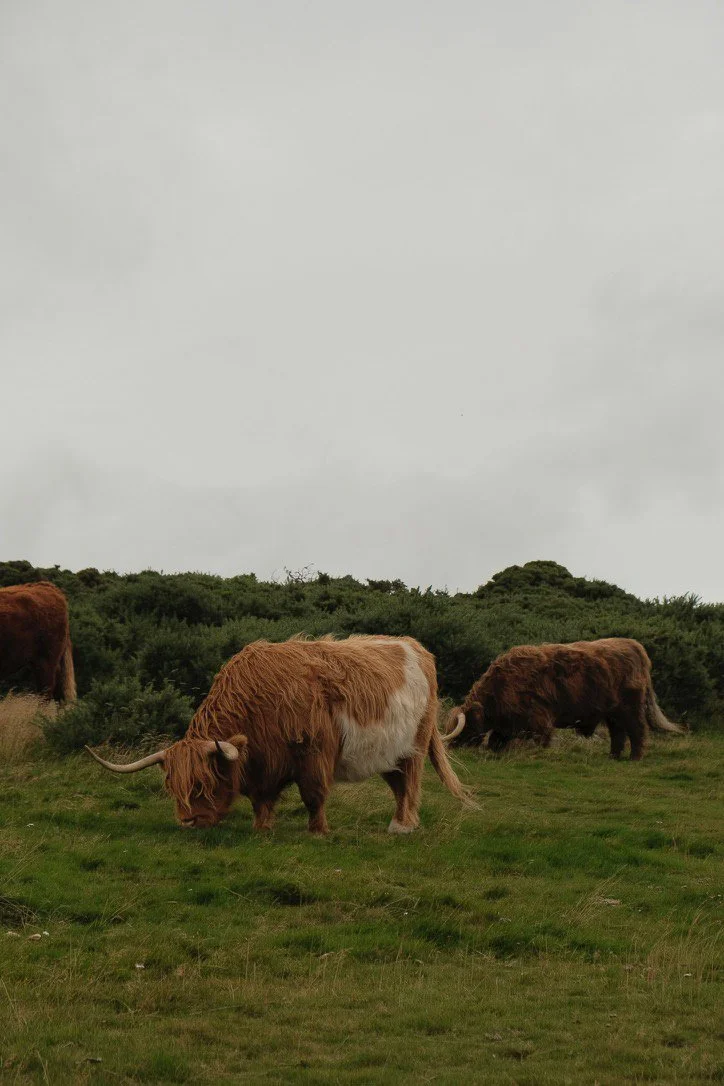 Several Highland cattle grazing on a grassy field under a cloudy sky.