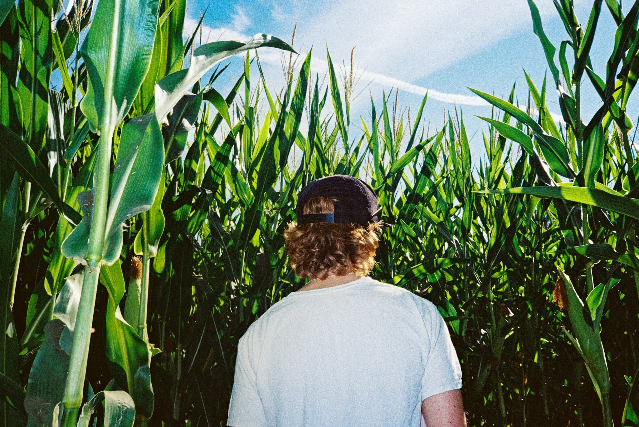 corn maze.jpg