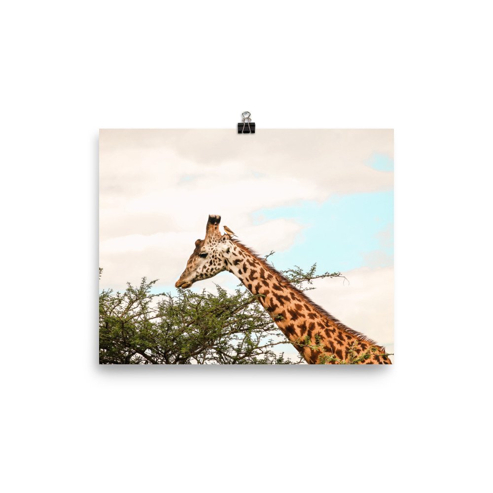 enhanced-matte-paper-poster-(in)-8x10-transparent-63eeeef61e2d8.jpg