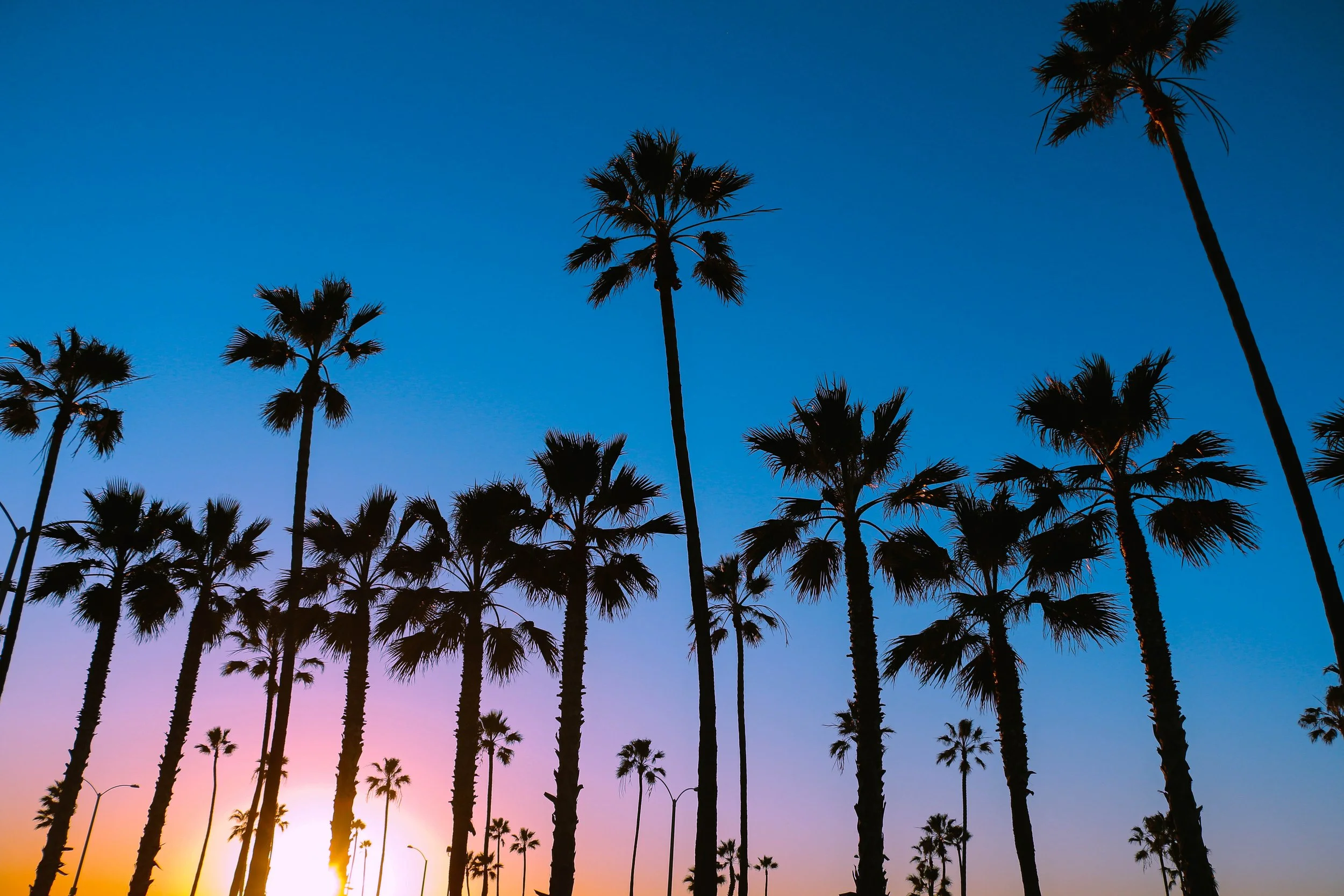 Palm Silhouettes, Newport Beach, CA