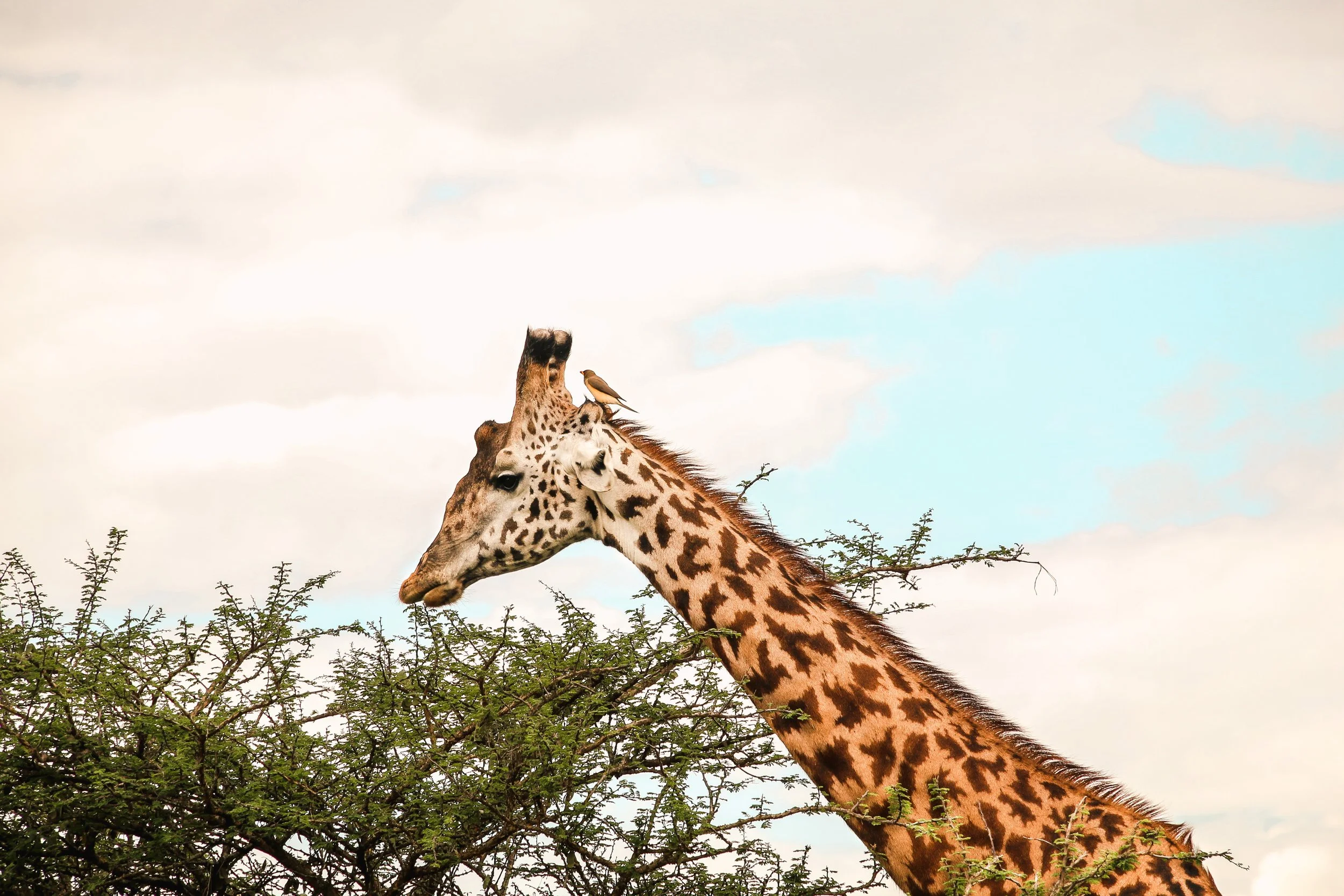 Giraffe, Nairobi, Kenya