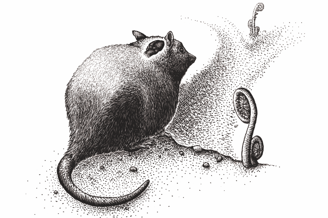 History of Intelligence