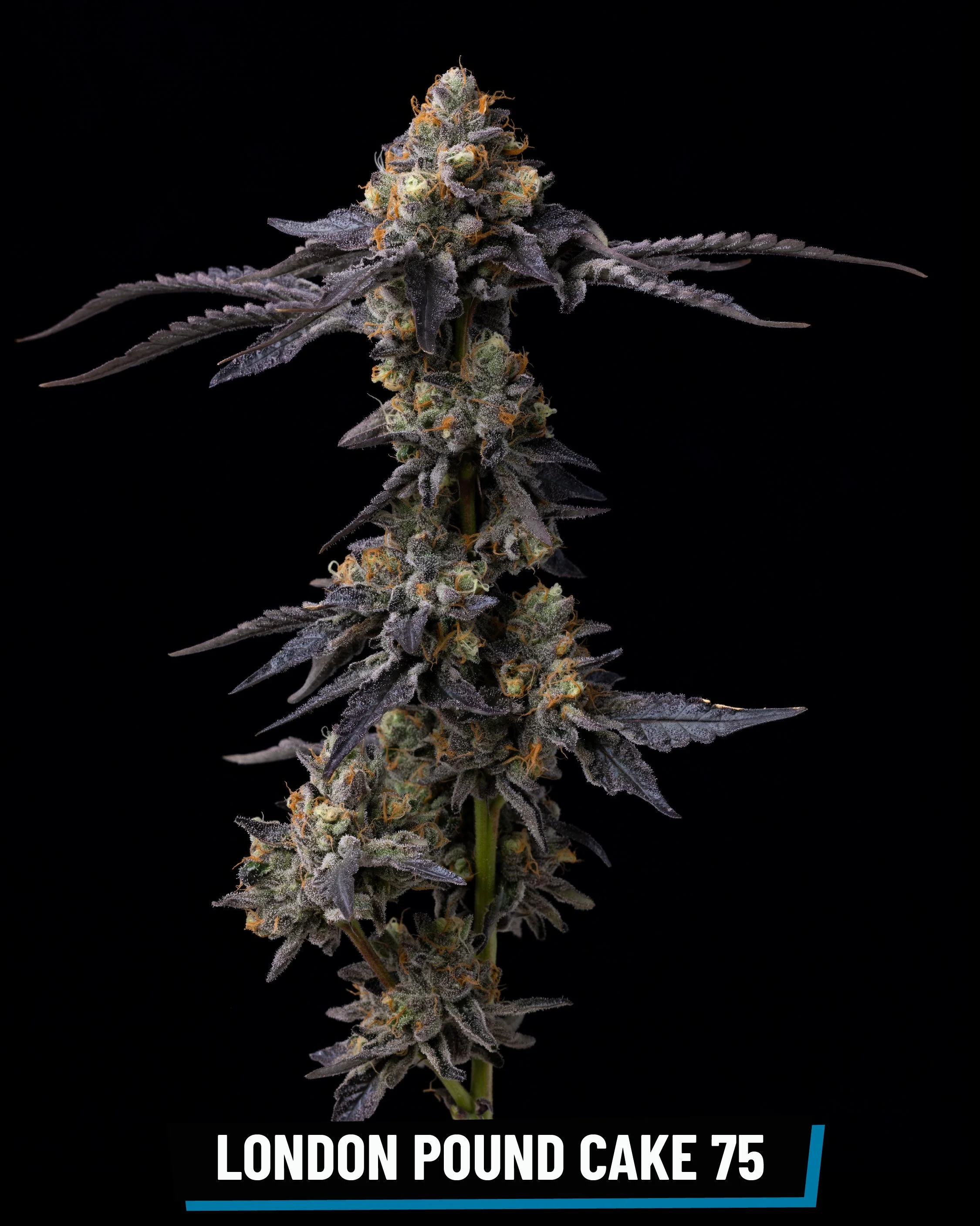 CROSS INFO: Sunset Sherbert × Nip OG