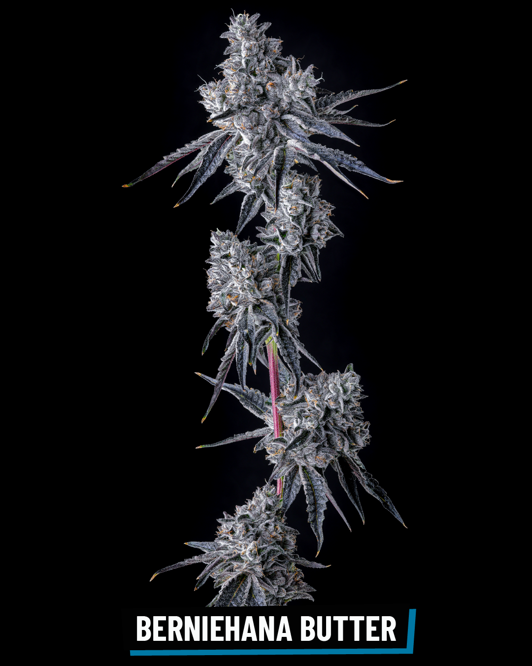 CROSS INFO: (Jetfuel Gelato x Guava) x (Blue Cookies x Oreoz)