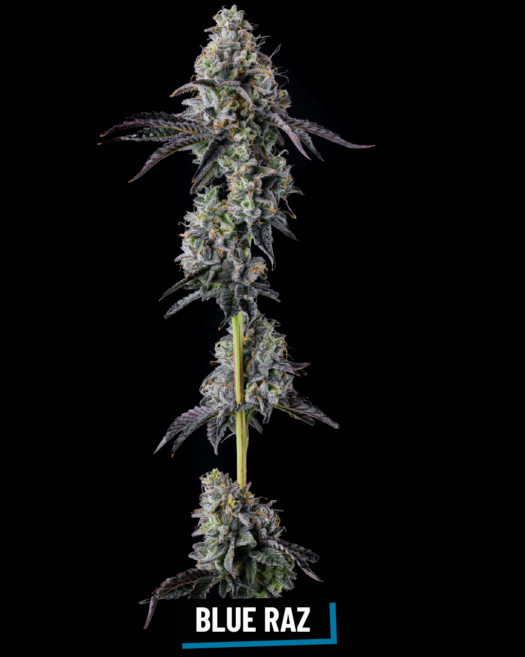 CROSS INFO: Yadada x (E85 x Doggy Bagg)