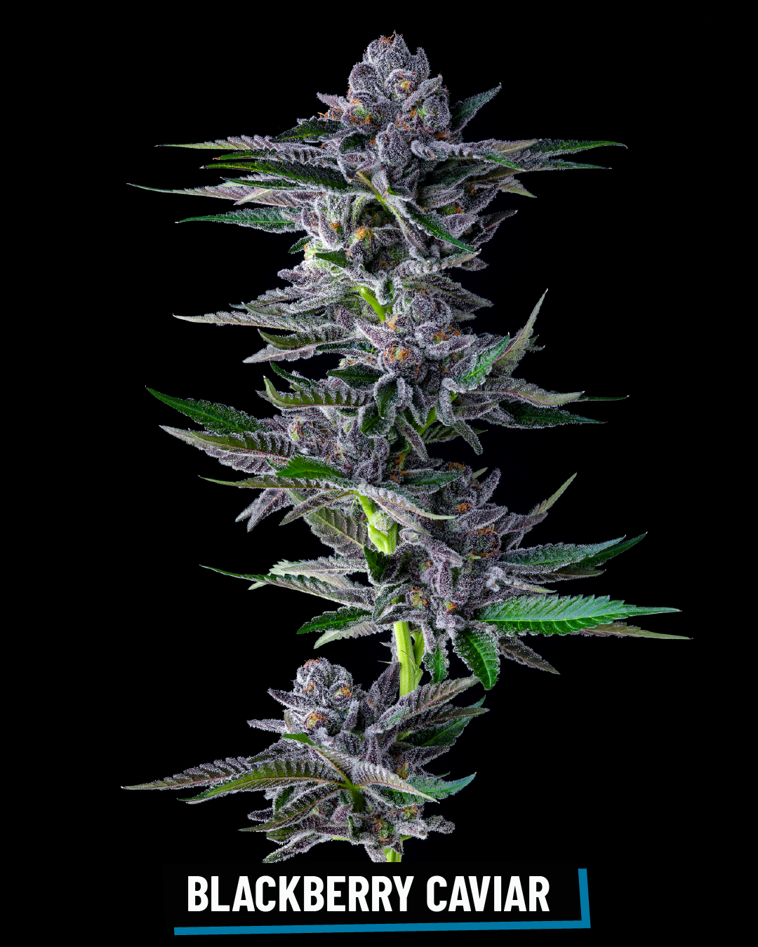 CROSS INFO: Grape Gas x Lantz