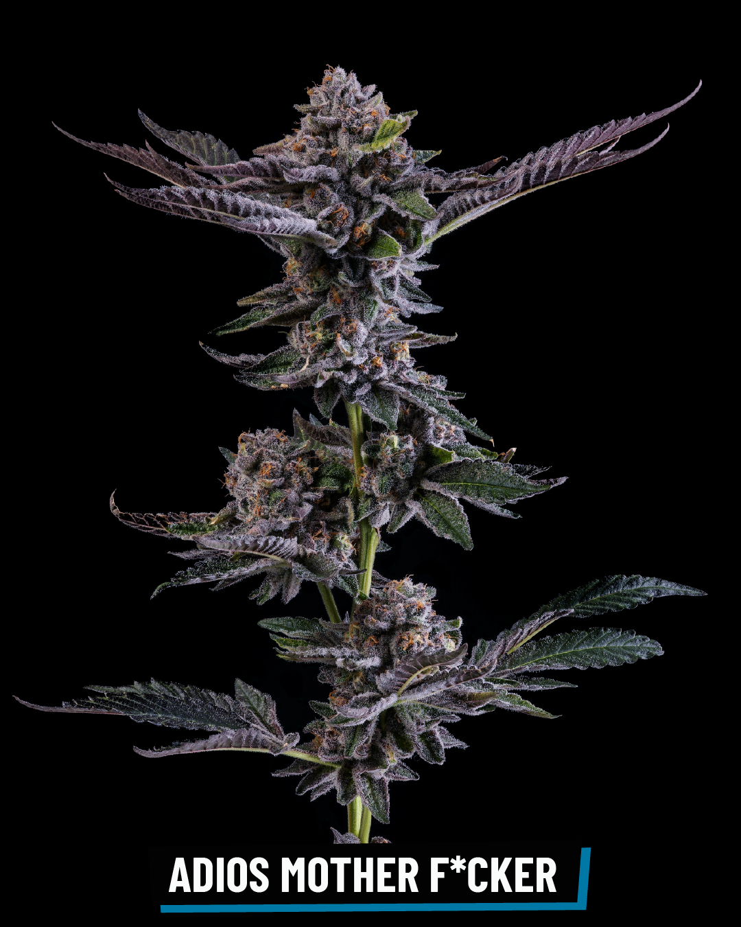 CROSS INFO: (Biscotti x Sherb) x Jealousy f2