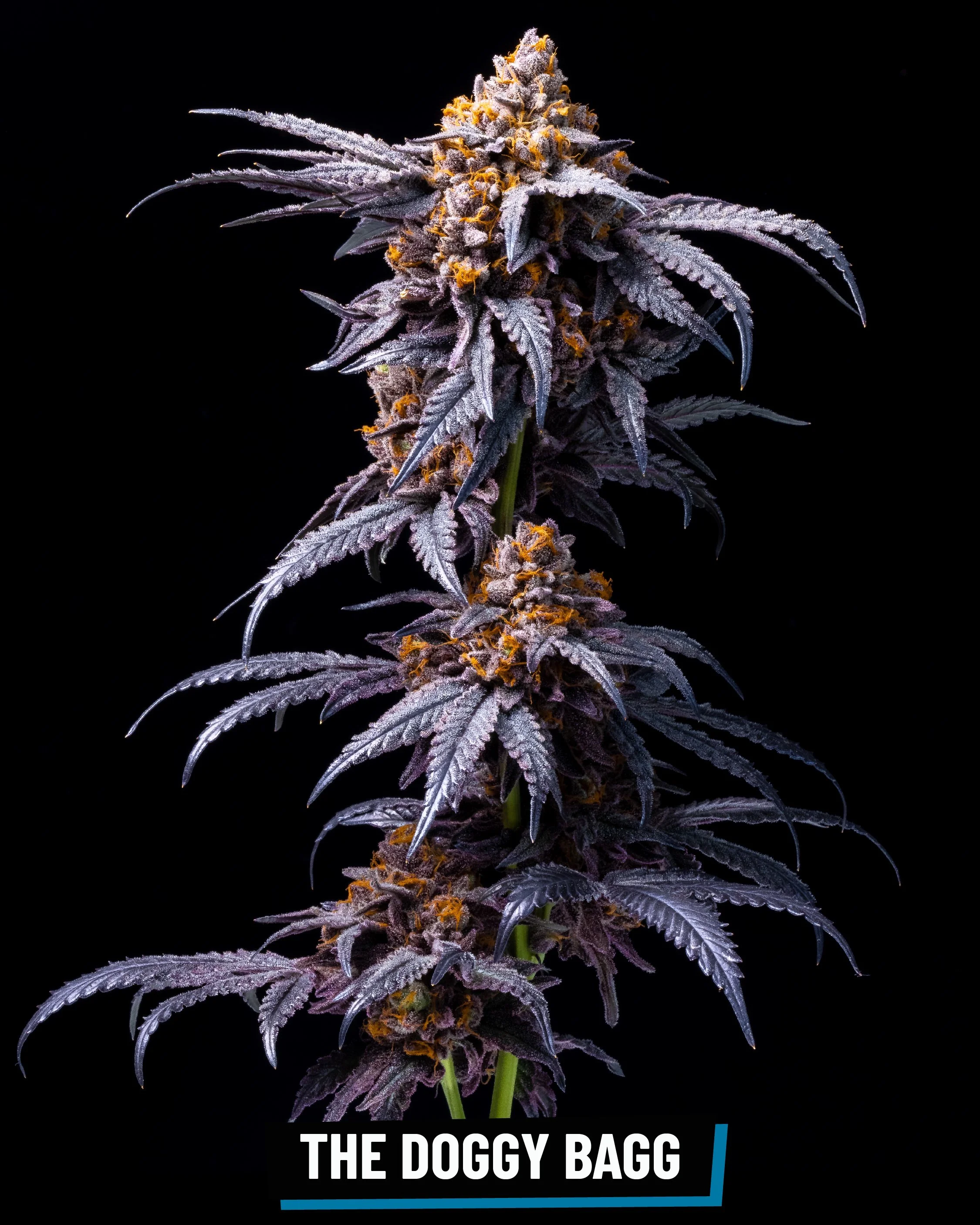 CROSS INFO: Project 4516 × Zkittlez #18