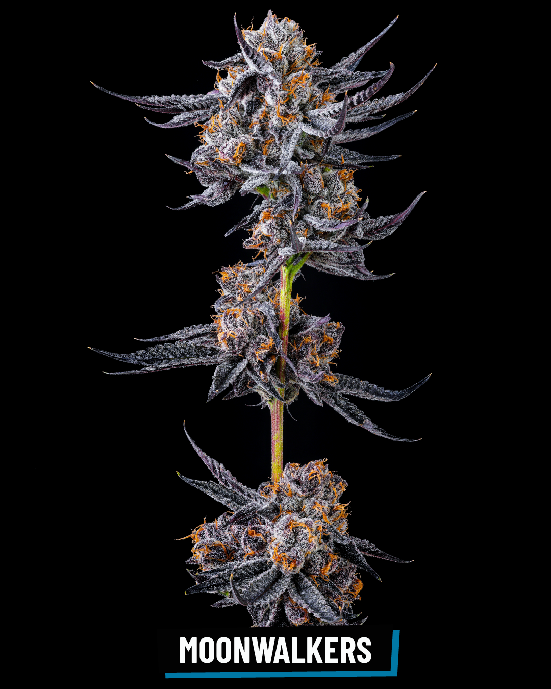 CROSS INFO: Black Cherry Gelato × Medellin