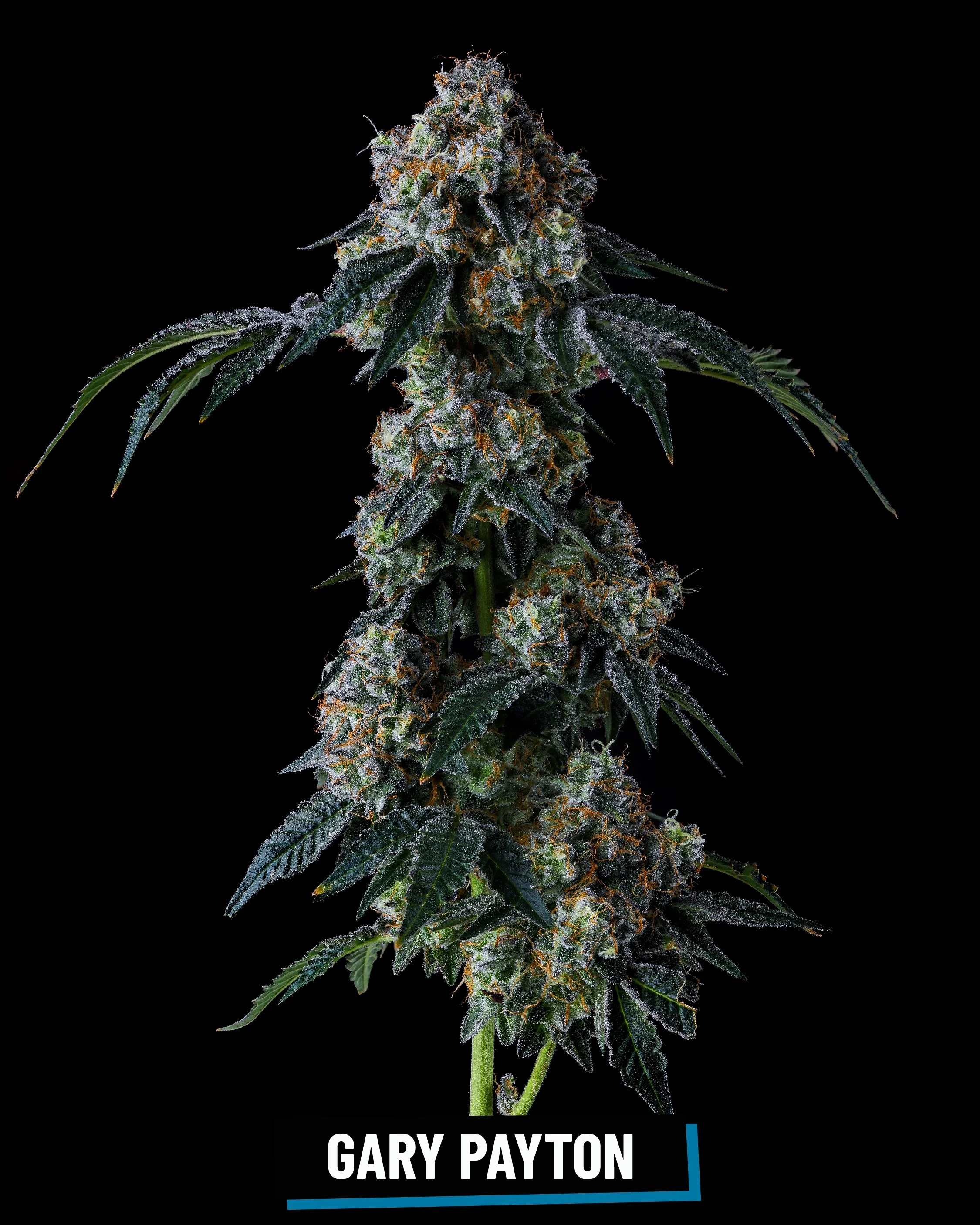 CROSS INFO: Snow man × YLife