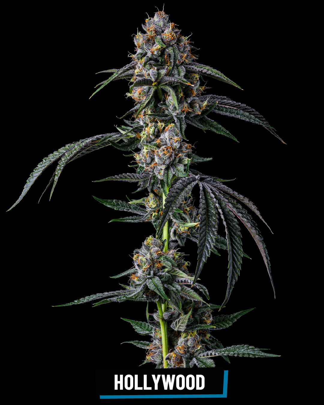 CROSS INFO: Lemon Cherry Gelato x Runtz