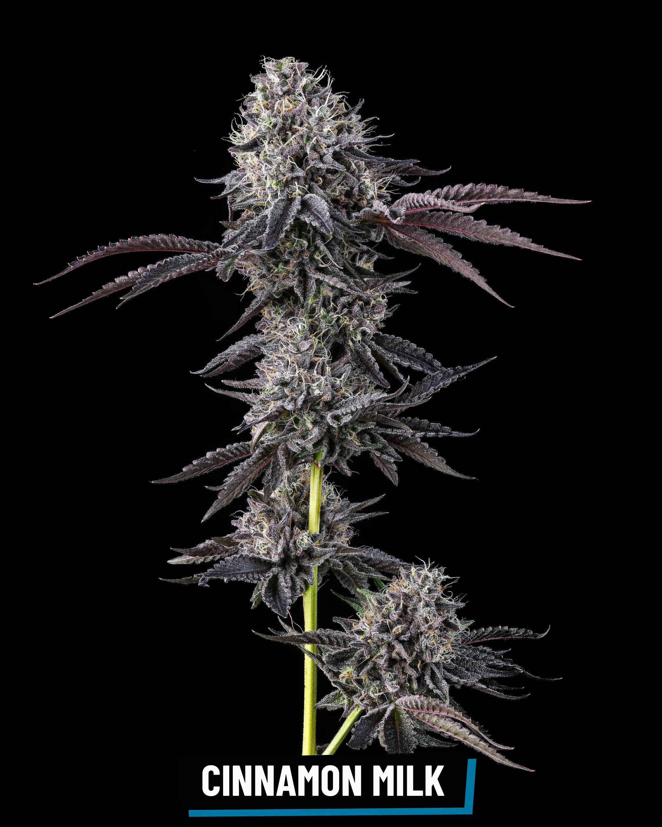 CROSS INFO: Cèreal À La Mode × (Sherb × Zkittlez) 