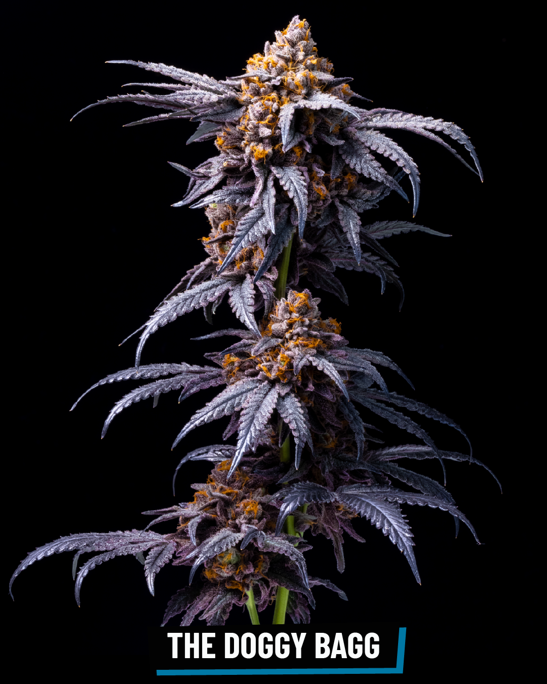 CROSS INFO: Project 4516 x Zkittlez #18