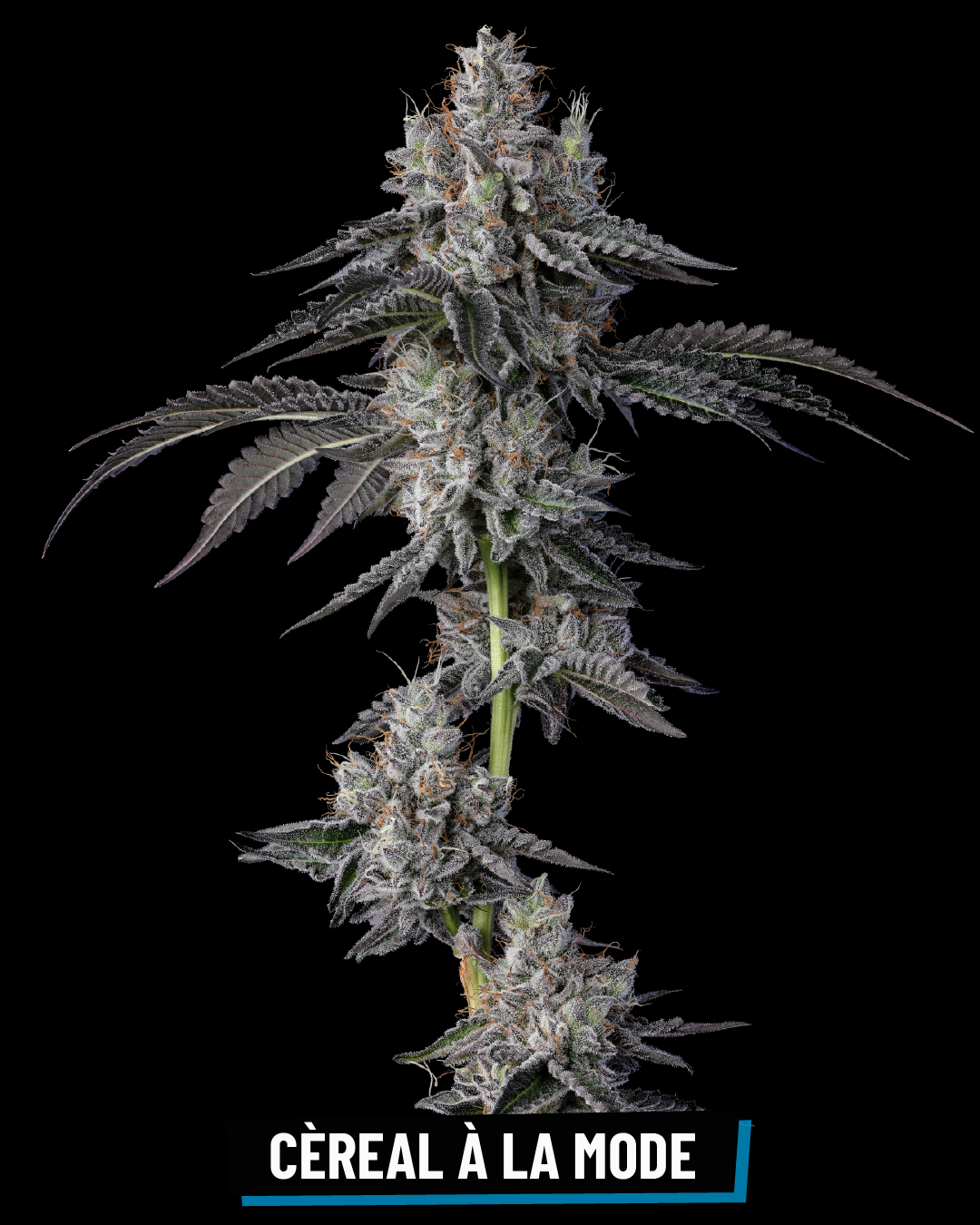 CROSS INFO: Cereal Milk x Georgia Pie 