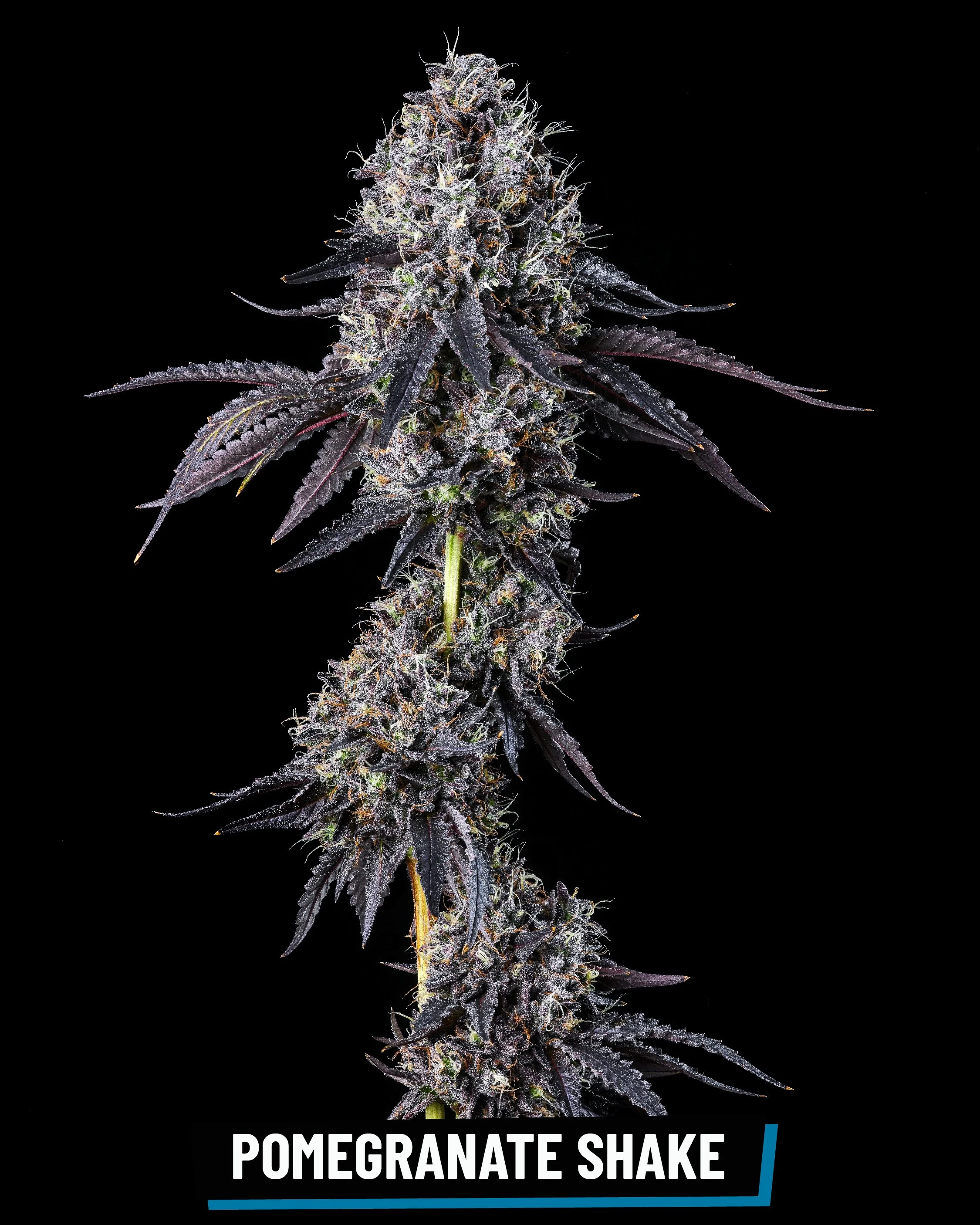 CROSS INFO: Cèreal À La Mode x Sherb Z #6