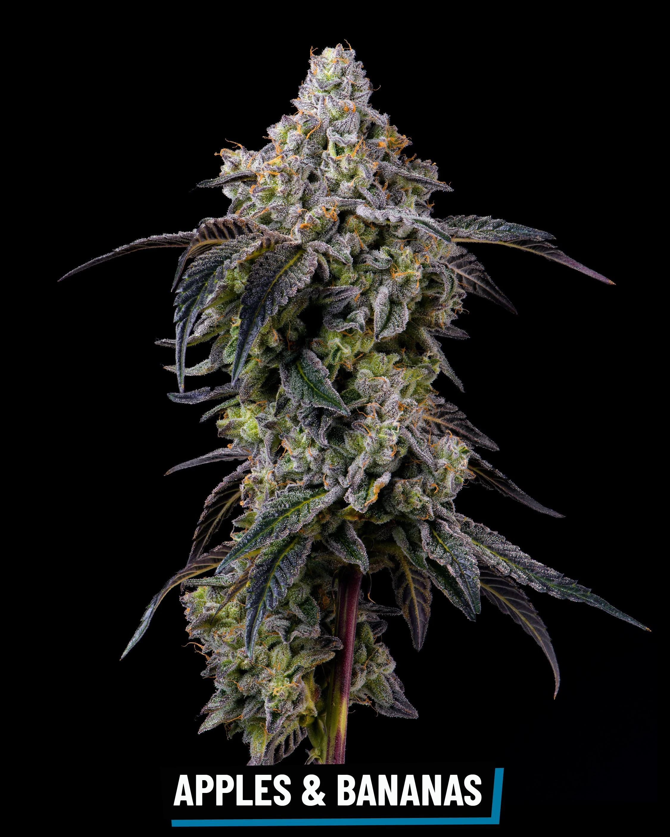 CROSS INFO: Now N Later × Jet Fuel Gelato