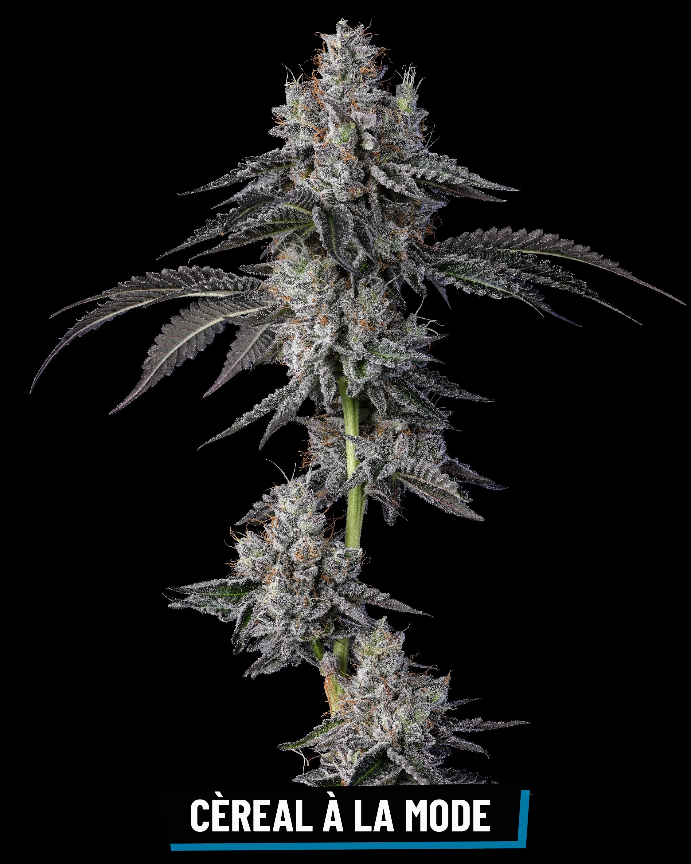 CROSS INFO: Cereal Milk × Georgia Pie