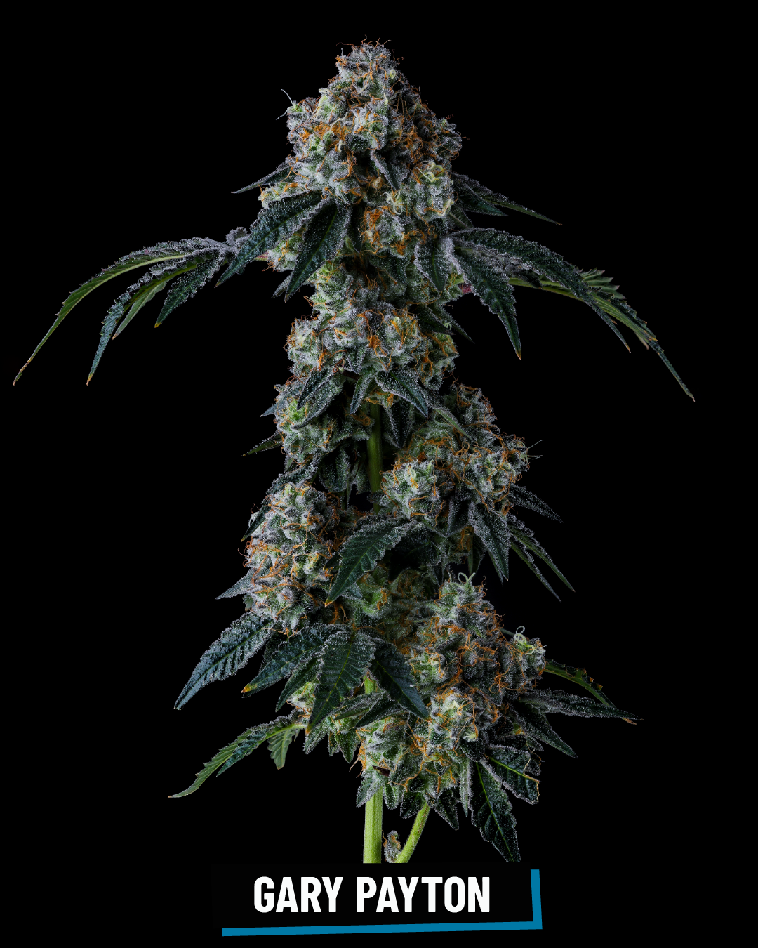 CROSS INFO: Snowman x Y Life 
