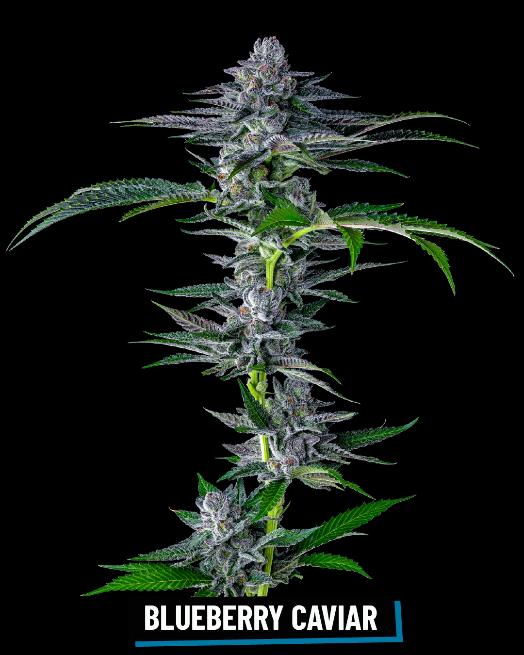 CROSS INFO: Grape Gas x Lantz