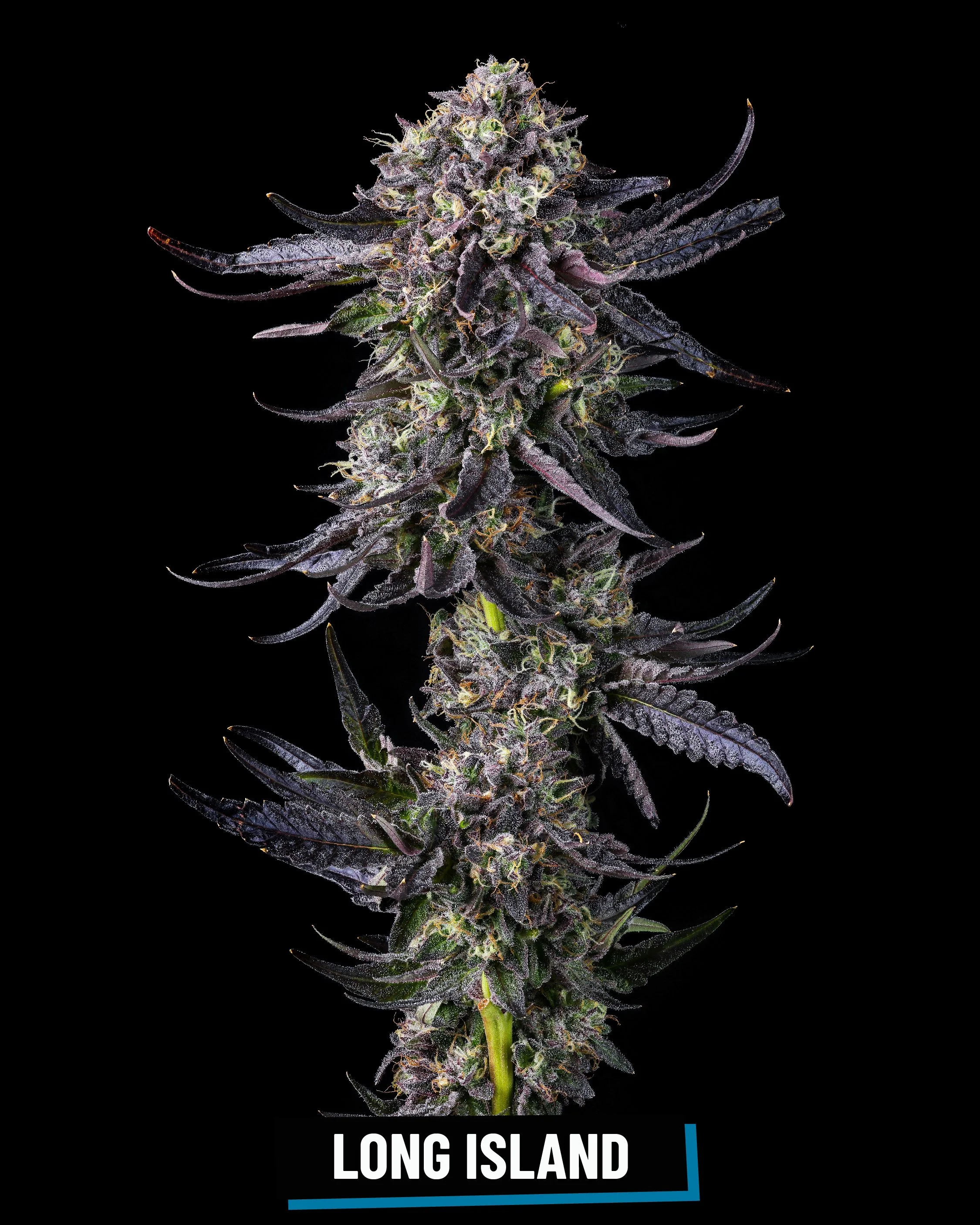 CROSS INFO: Adios Mother F*cker × Sherb Z #14