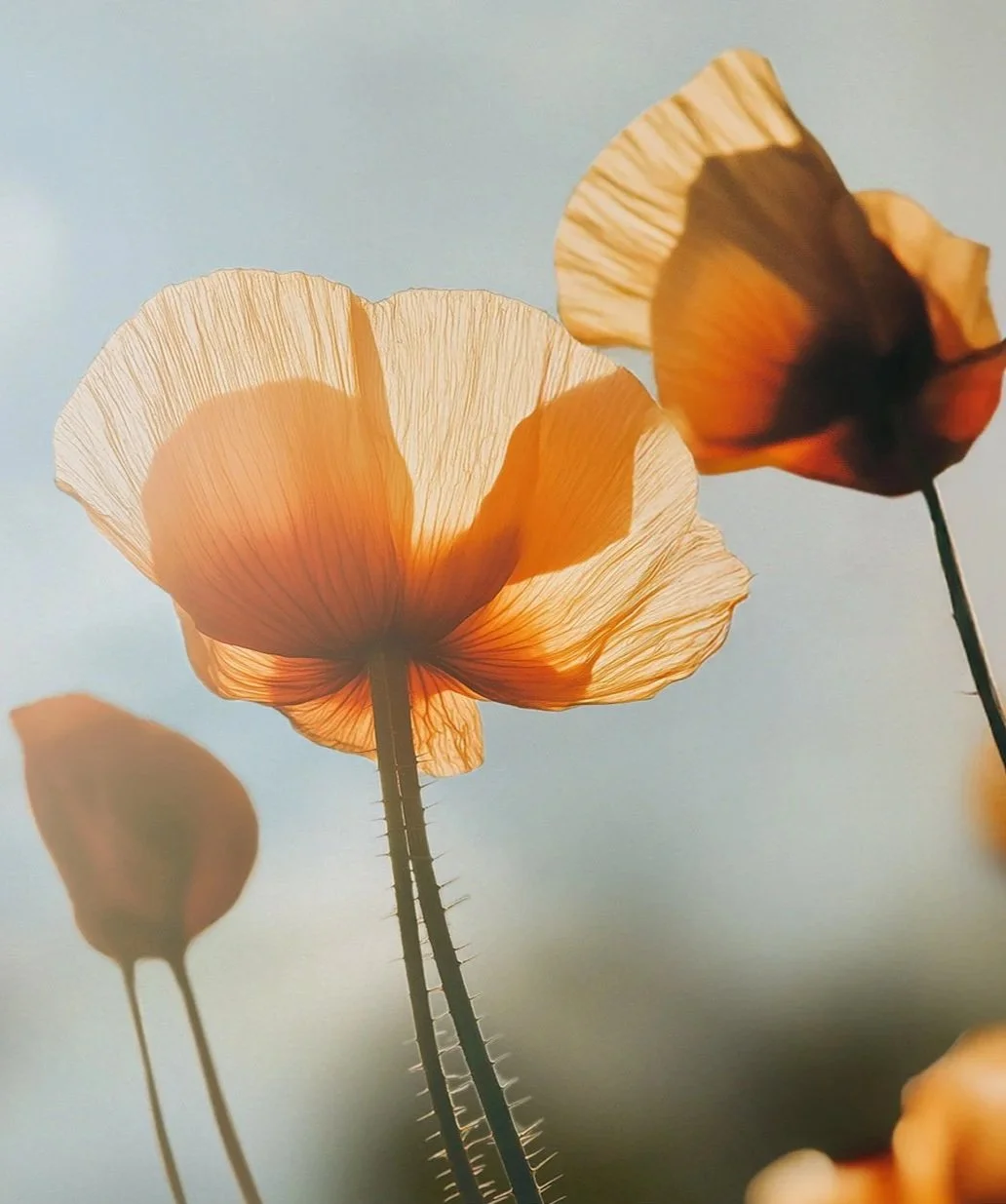Närbild av tre poppiglöna blommor med tunna, genomskinliga blomblad och skarpa stjälkar med små taggar, mot en ljus bakgrund