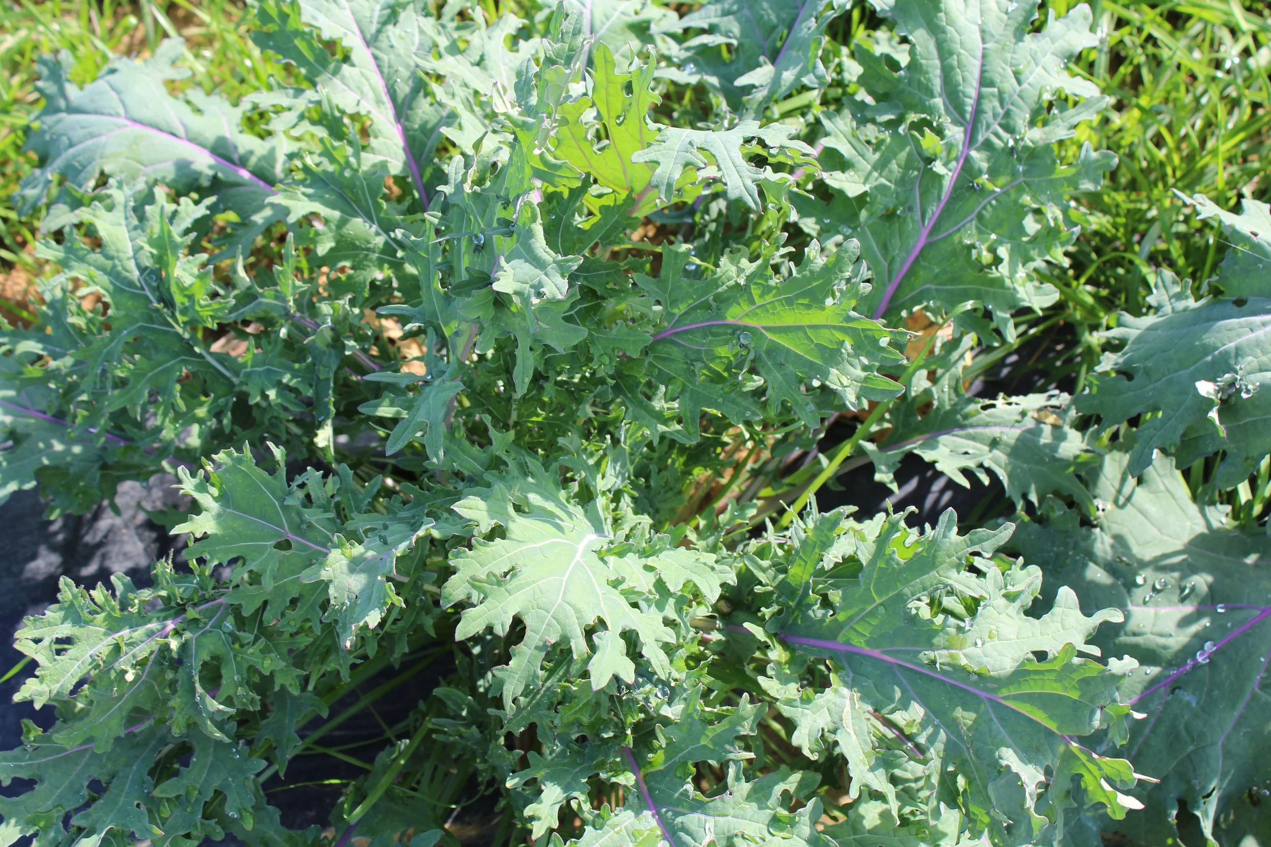 cavolo red russian.JPG