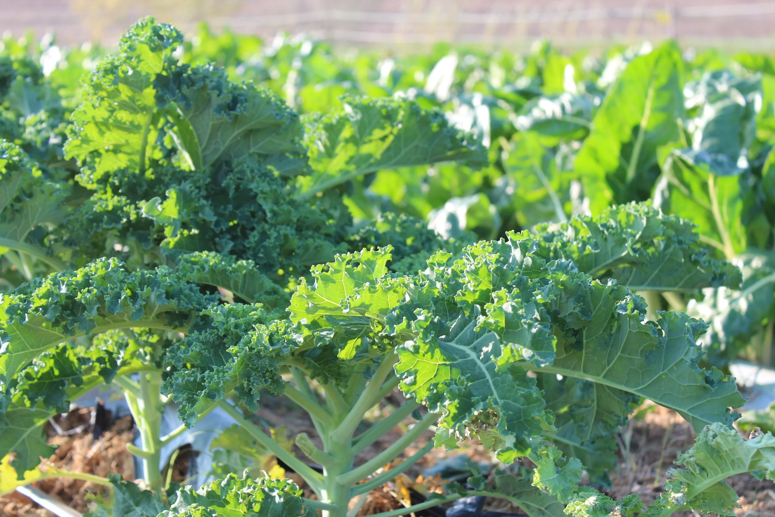 cavolo riccio verde.JPG